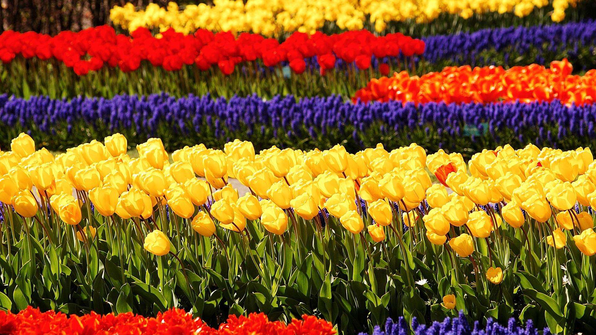 In Olanda nel parco di Keukenhof per la festa dei tulipani