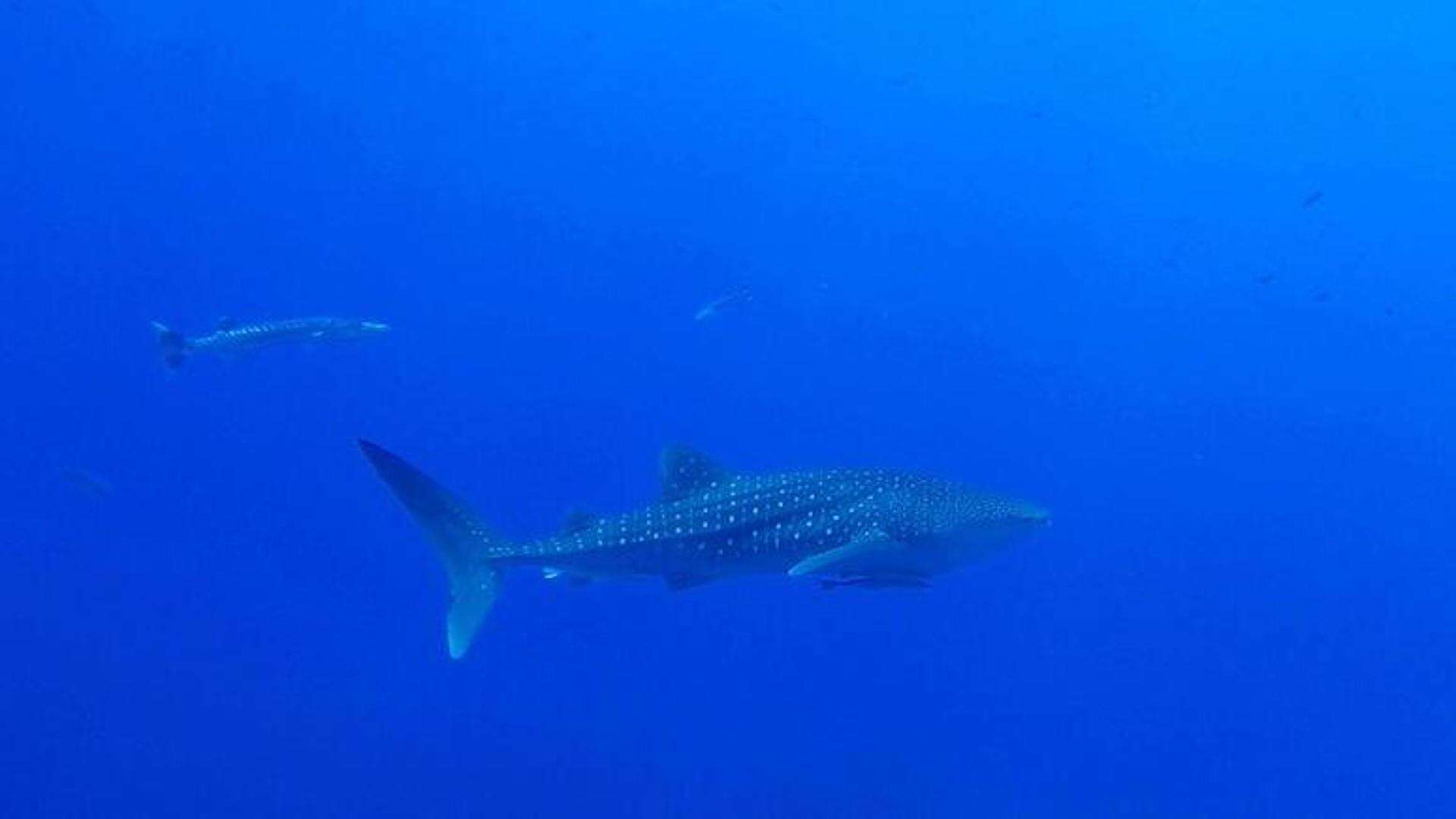 Egitto, un turista ucciso e un altro ferito dopo un attacco di uno squalo in un resort di Marsa Alam