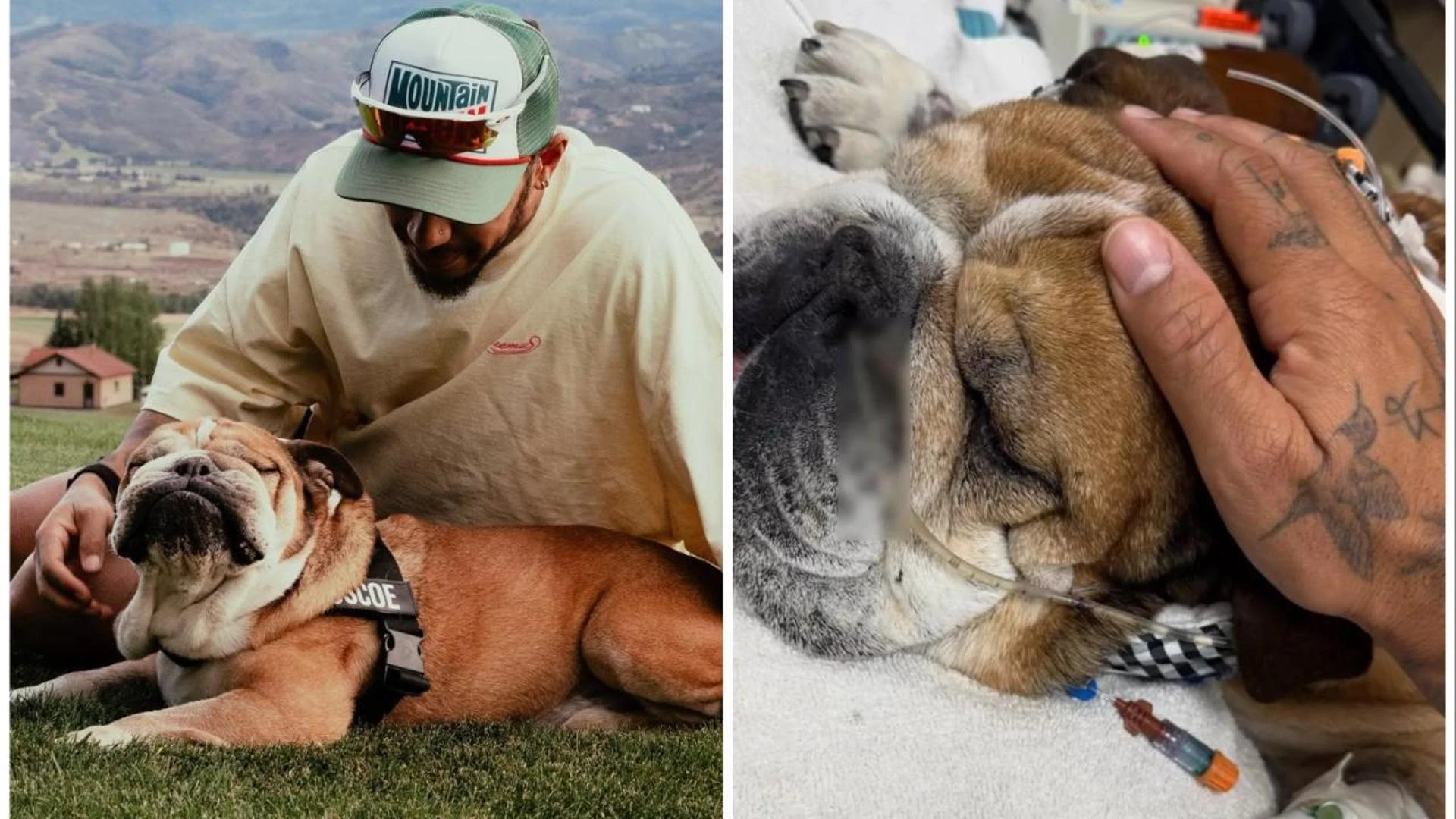 Hamilton, addio al cane Roscoe: “Che dolore far sopprimere”