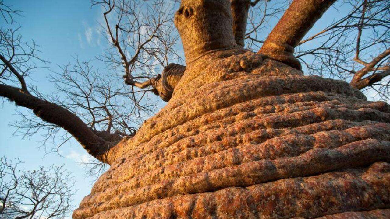 Che voce ha uno degli alberi più antichi della Terra? Un tecnico del suono l’ha registrata in un bosco negli Usa