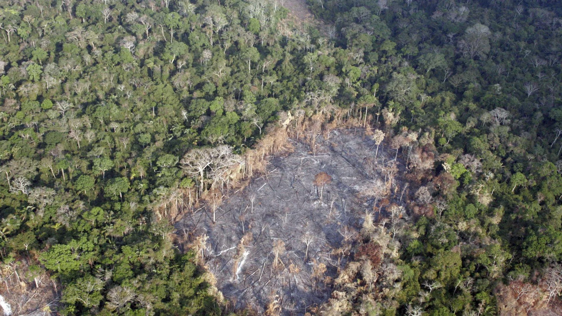Deforestazione: persi 8 miliardi di ettari di foresta in un anno. Responsabili incendi e agricoltura