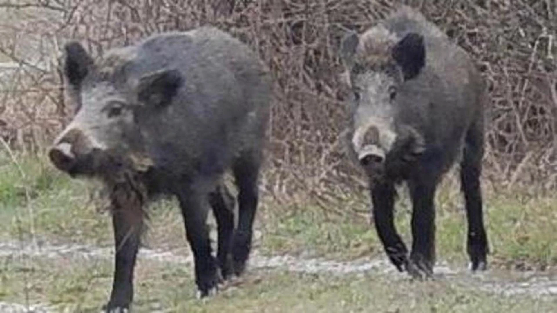 Sardegna, ancora un’auto contro un cinghiale: morto un medico di 44 anni di Bitti