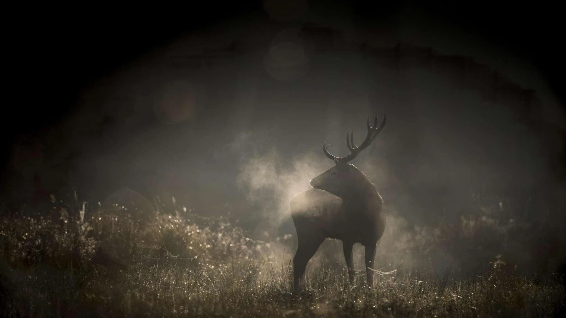 “Le Chant des Forêts” di Munier Genziana d’oro al Trento Film Festival