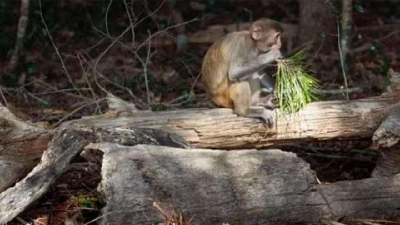 Nella Carolina del Sud c’è un’isola proibita in cui vivono 4 mila scimmie e su cui nessuno può sbarcare