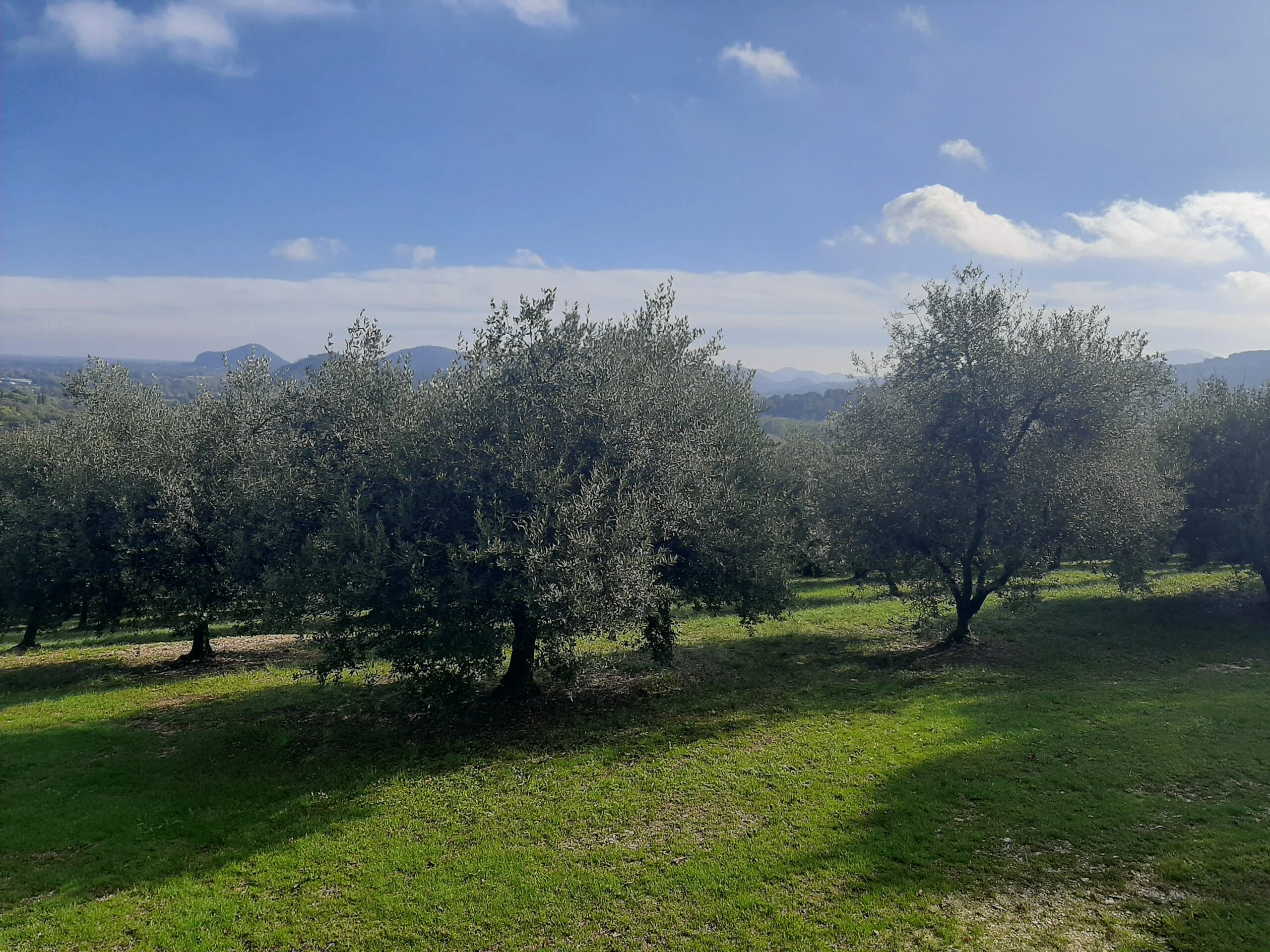Fare il produttore di olio d'oliva in Veneto è sempre più difficile
