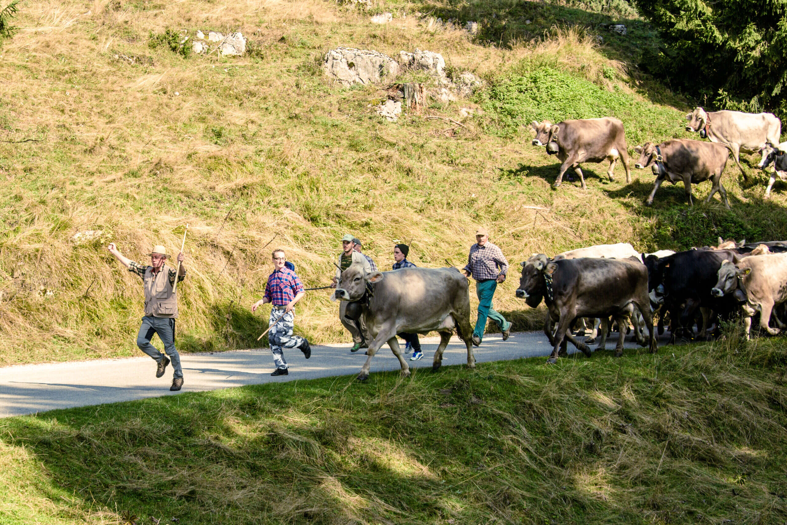 La transumanza più lunga d'Italia (e una forma di Asiago da record)