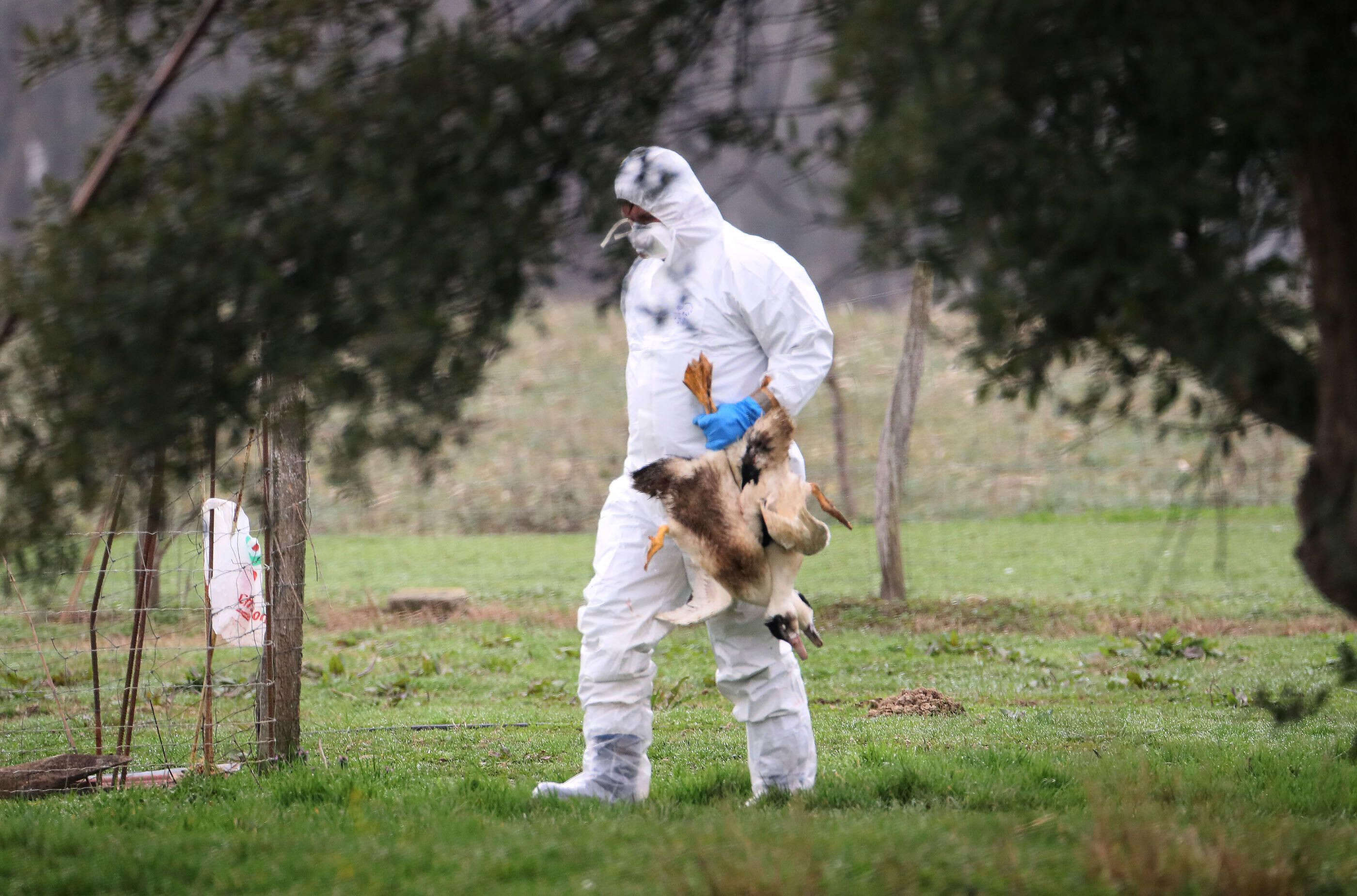 Aux États-Unis, un premier cas humain de grippe aviaire sans contact animal