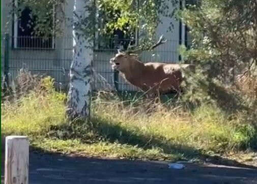 Un cerf traqué par un équipage de chasse à courre trouve refuge devant la gendarmerie de Senlis