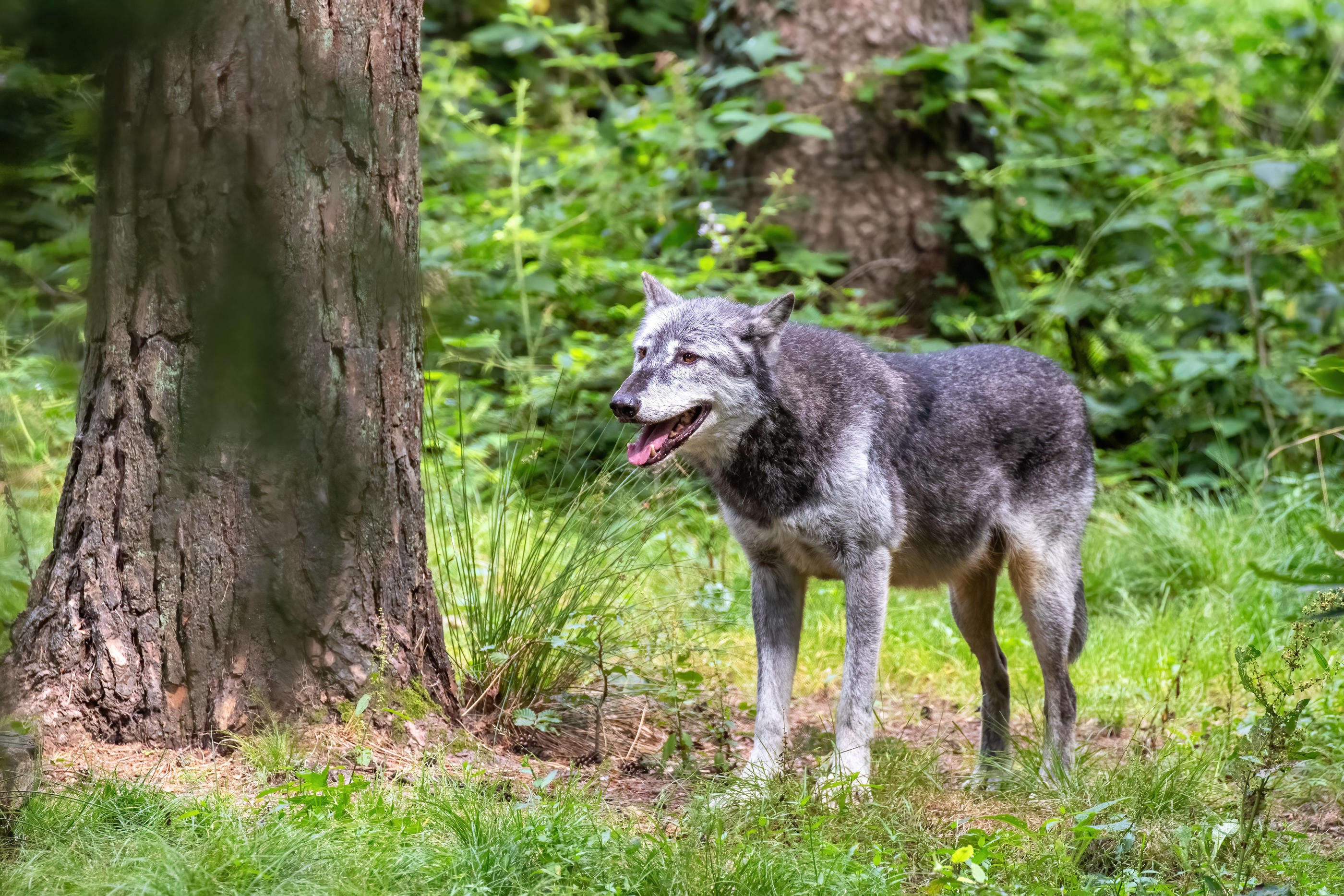 Un loup renverse un enfant et inquiète les autorités aux Pays-Bas