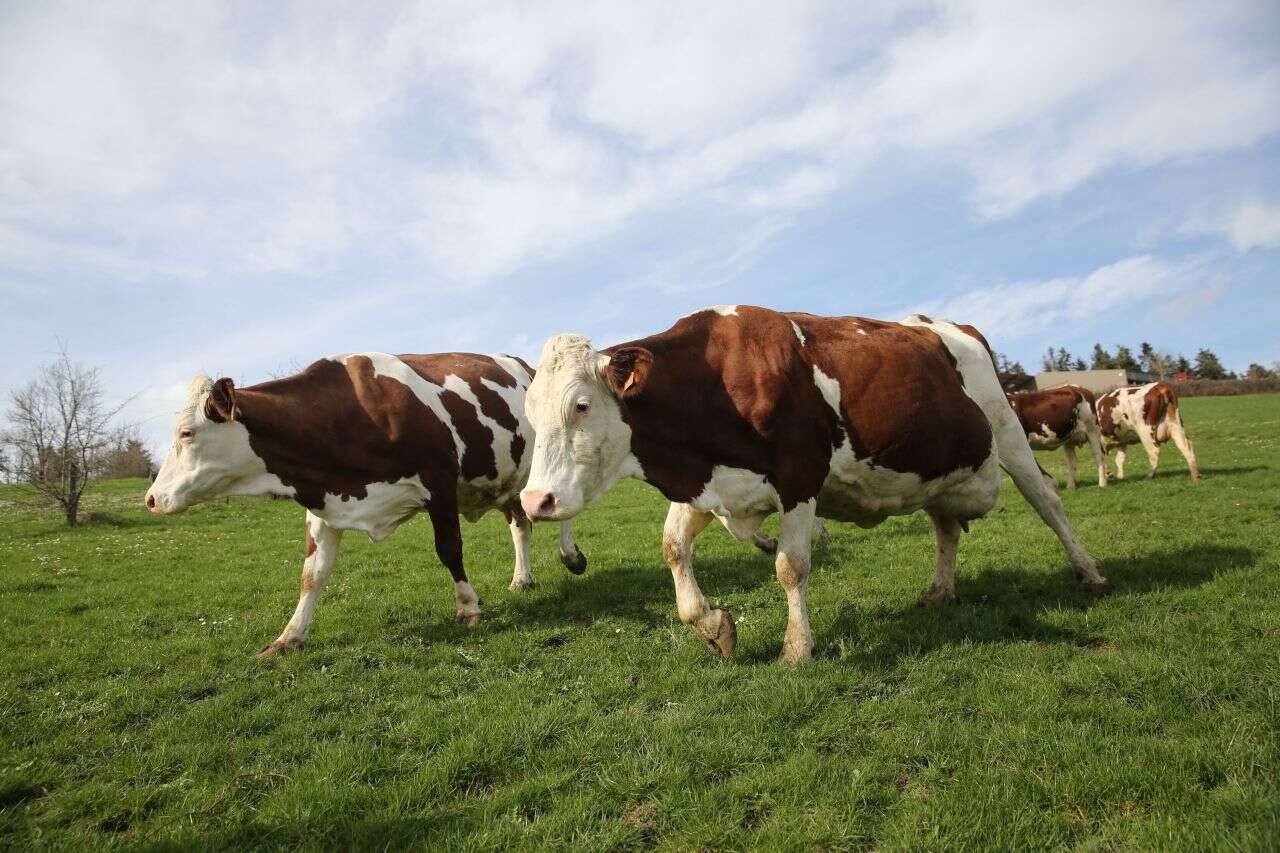 « Deux mondes opposés » : une éleveuse du Lot-et-Garonne déménage sa ferme après des années de conflit de voisinage