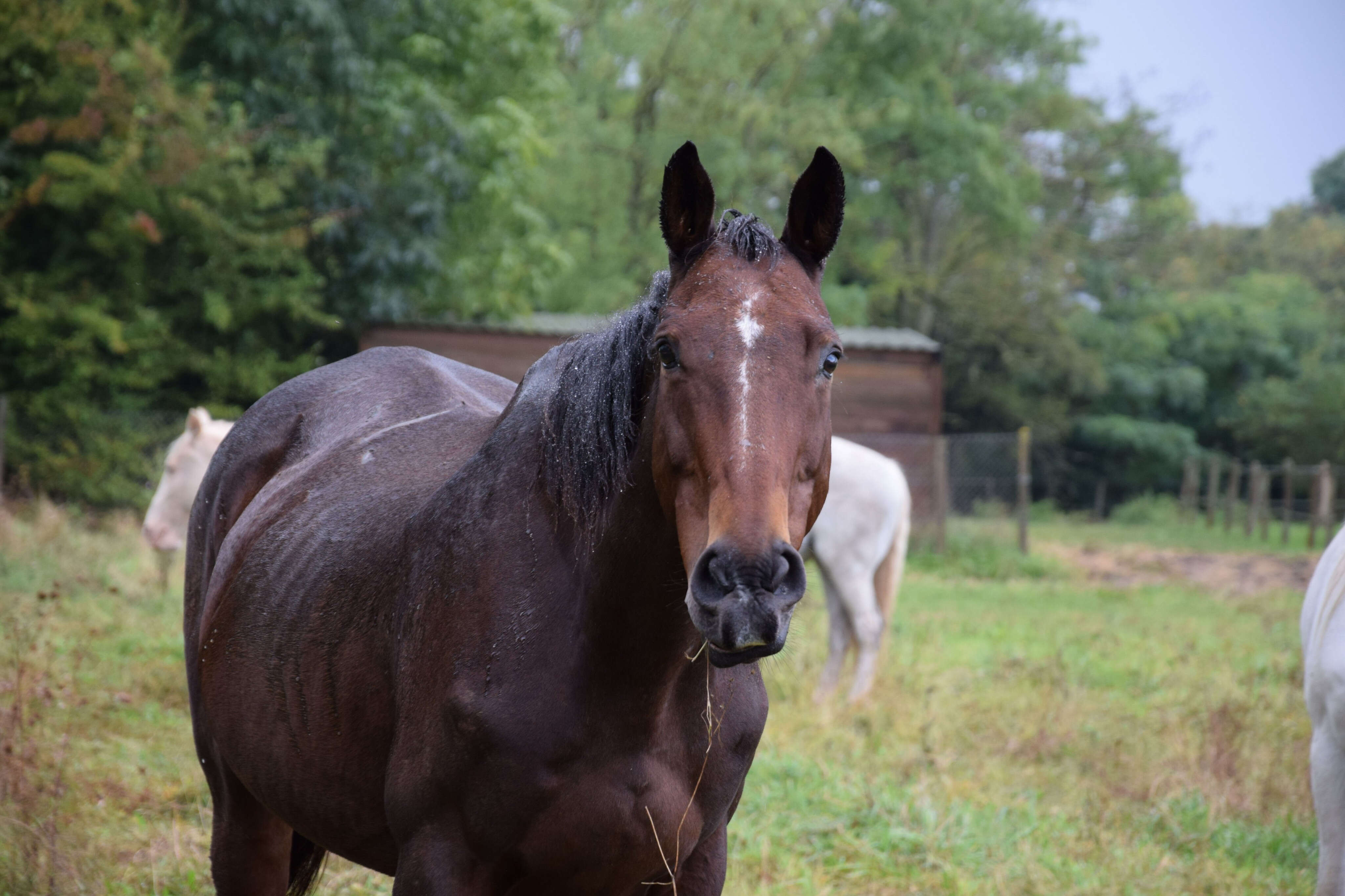 « Ils n’avaient jamais vu un licol ou un vétérinaire » : la Tanière à Chartres recueille 83 chevaux livrés à eux-mêmes