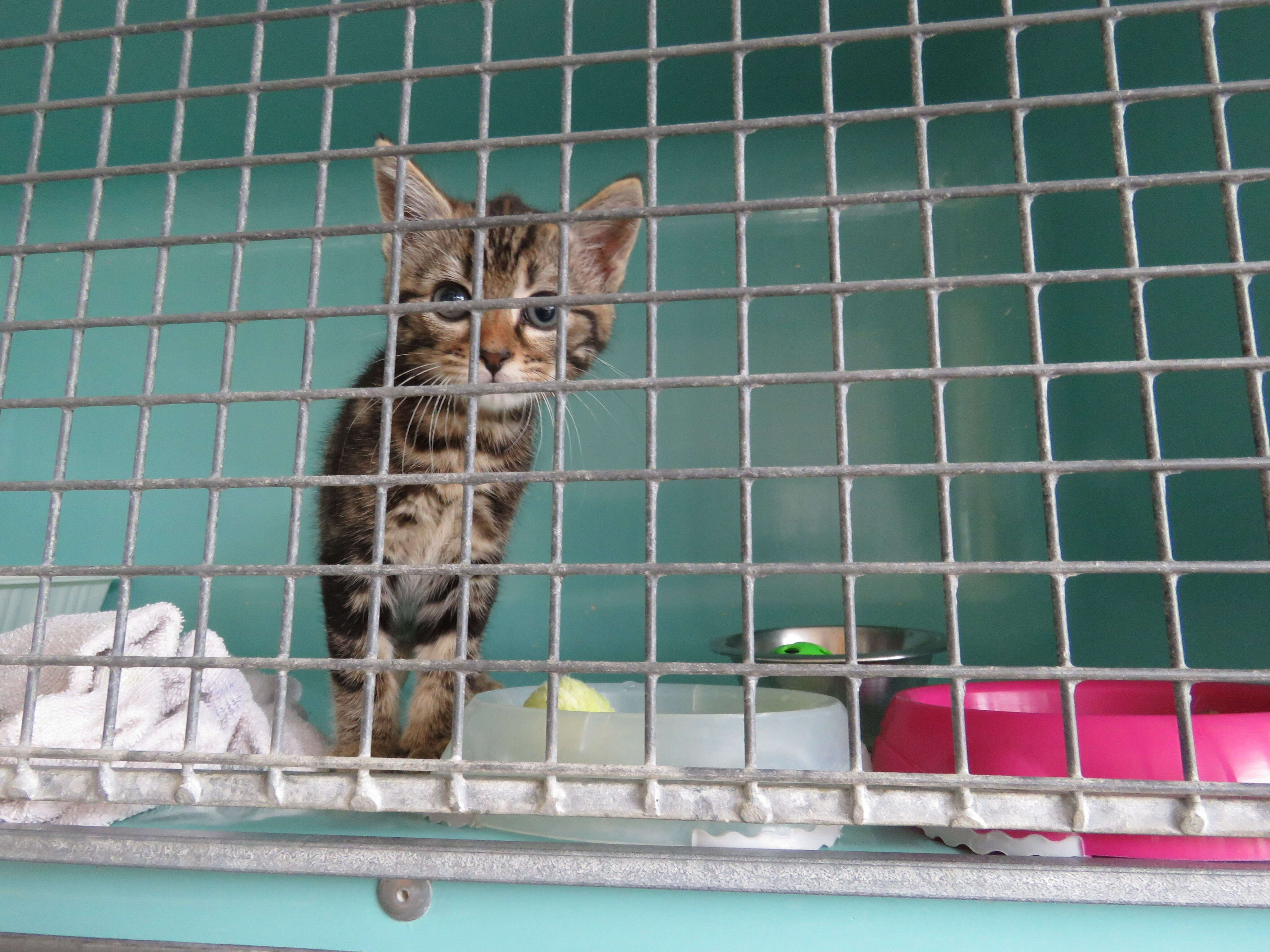 Belfort : un couple qui avait congelé une quinzaine de chatons échappe à la prison