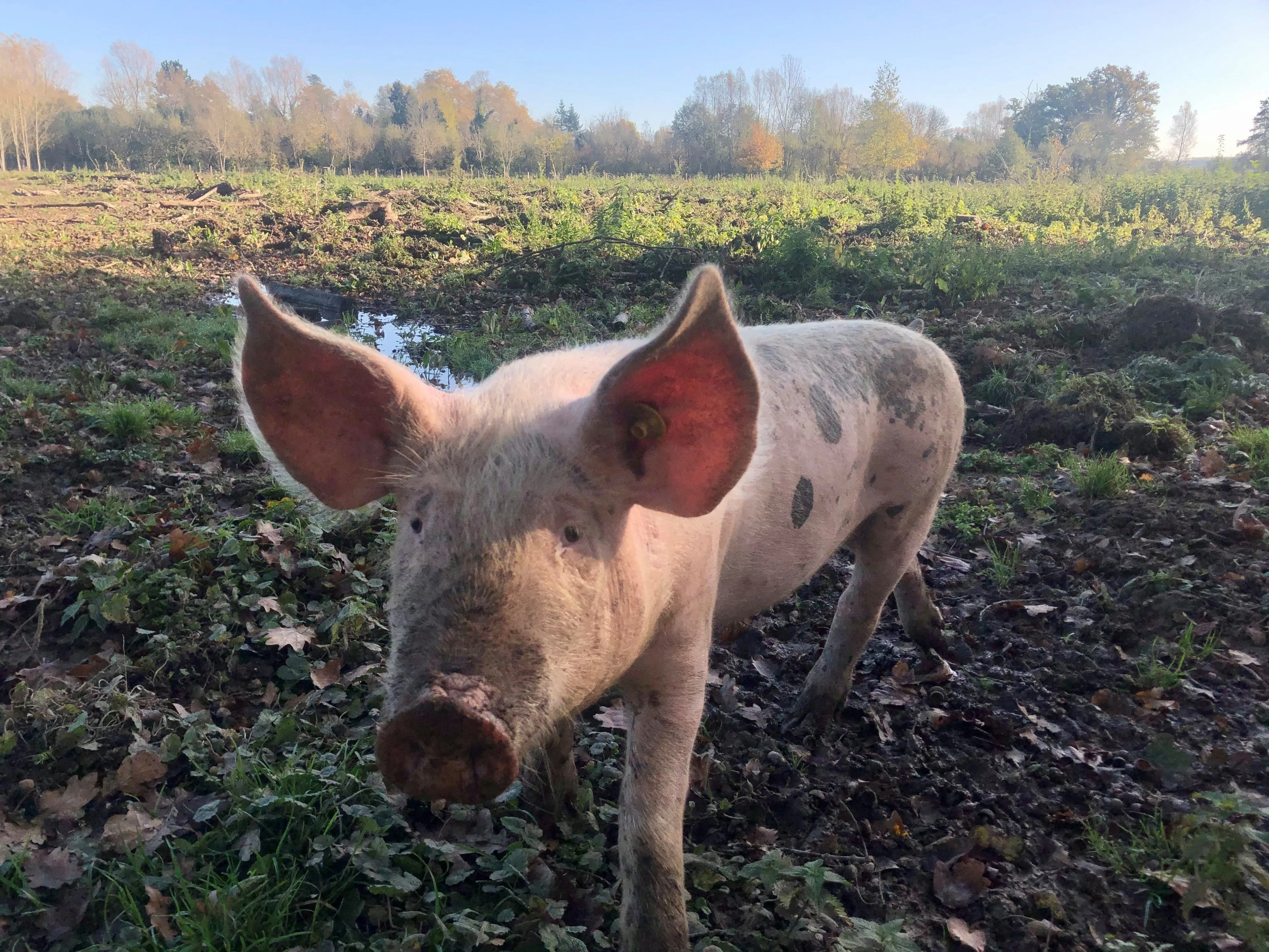Tarn-et-Garonne : un foyer de maladie virale très contagieuse détecté dans un élevage de porcs
