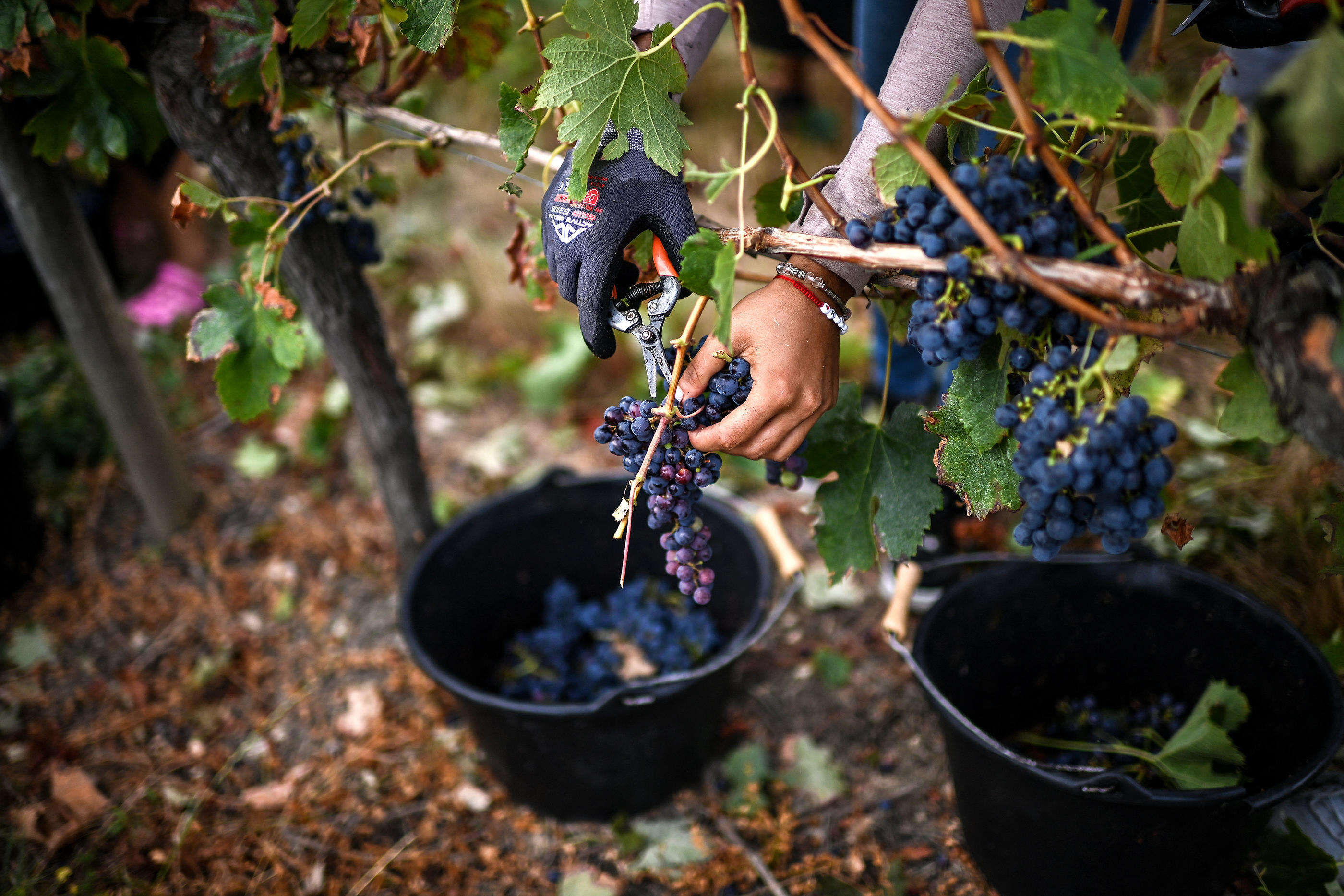 Excès de précipitations, grêle, mildiou : vers des vendanges moroses pour le vignoble français