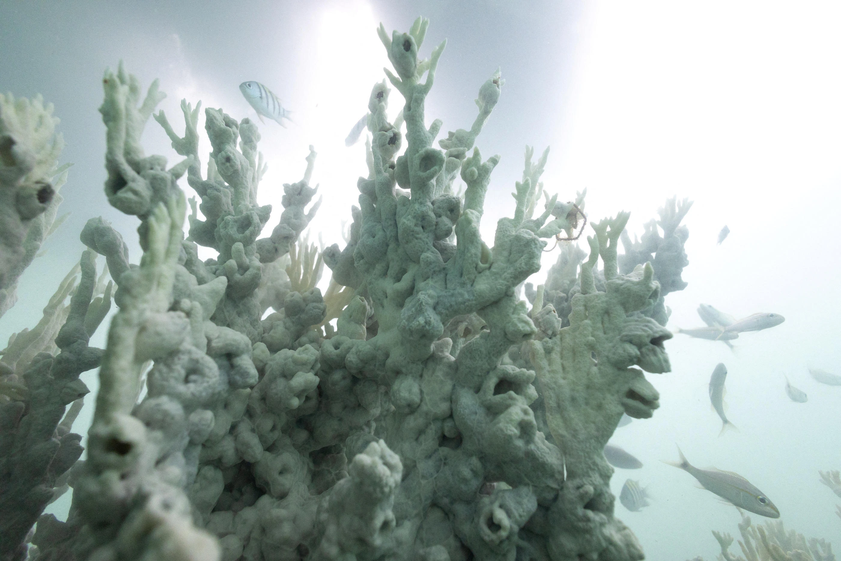 Réchauffement climatique : en Thaïlande, une île fermée après la découverte d’un blanchissement de coraux