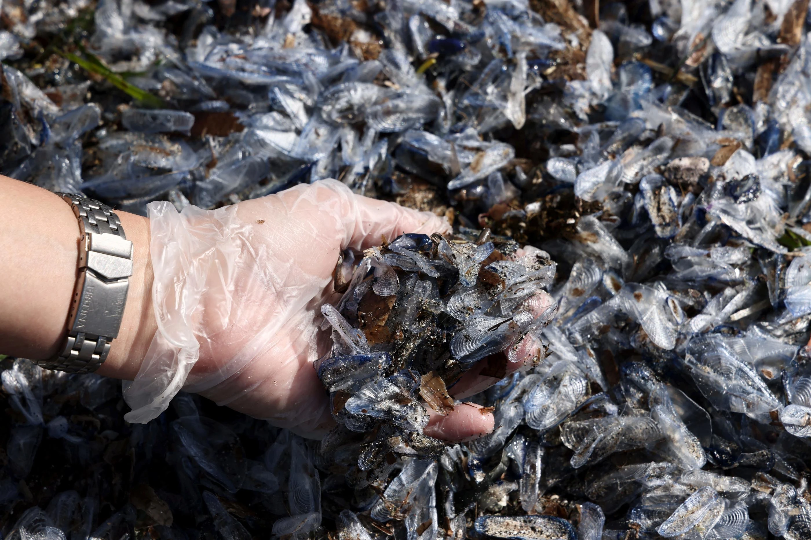 Que sont les vélelles, ces animaux marins qui pullulent sur les plages du sud de la France ?