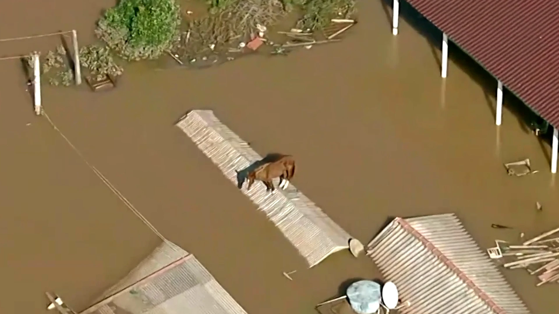 VIDÉO. Brésil : les images déchirantes d’un cheval échoué sur le toit d’une maison, piégé par les inondations
