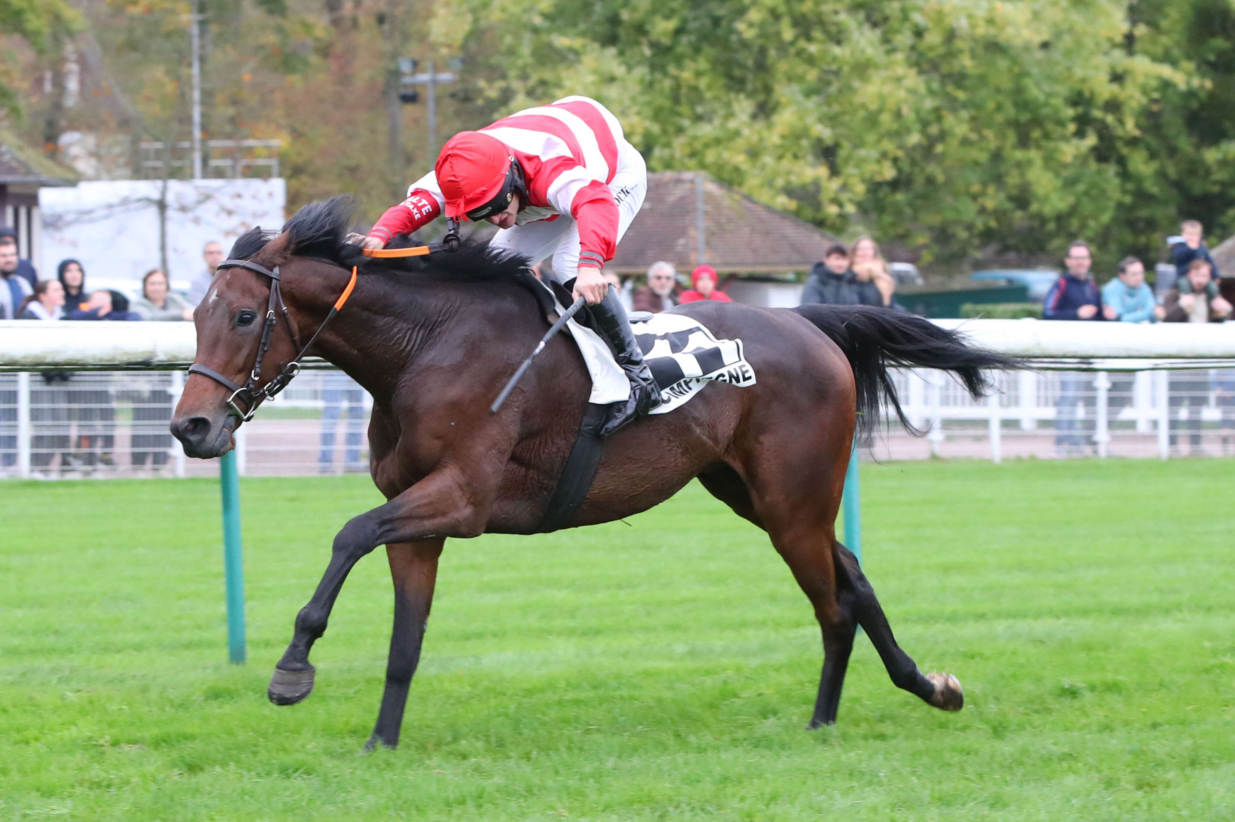 PMU - Arrivée du quinté du samedi 2 novembre 2024 à Compiègne : Follow You, la victoire d’un cheval stakhanoviste