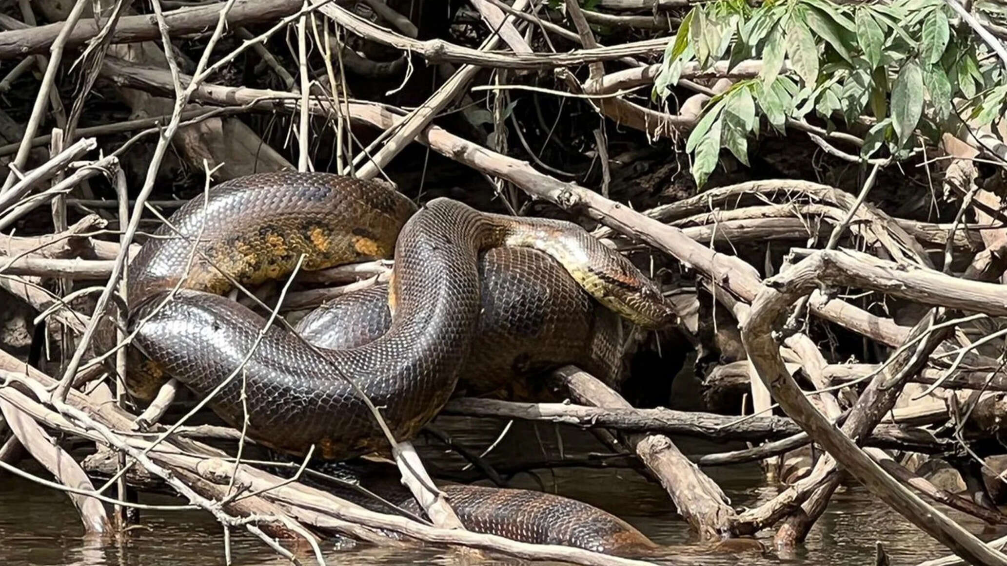 « La taille de ces créatures est incroyable » : une nouvelle espèce de serpent géant découverte