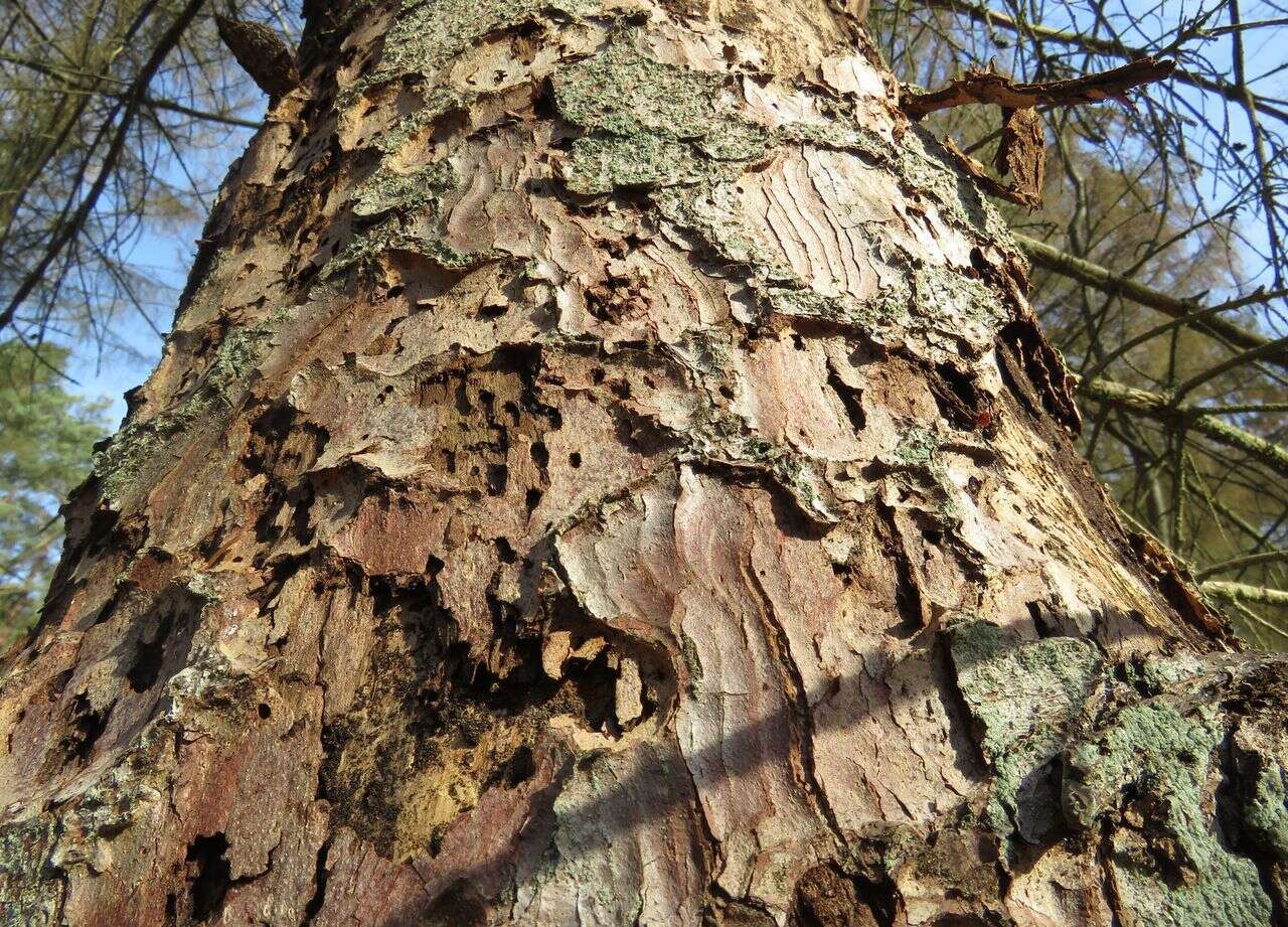 C’est quoi les scolytes, ces minuscules insectes qui ravagent les forêts en France ?