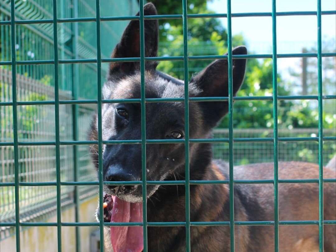 Les Pavillons-sous-Bois : le maître du malinois Mabrouk écope de deux ans de prison pour actes de cruauté