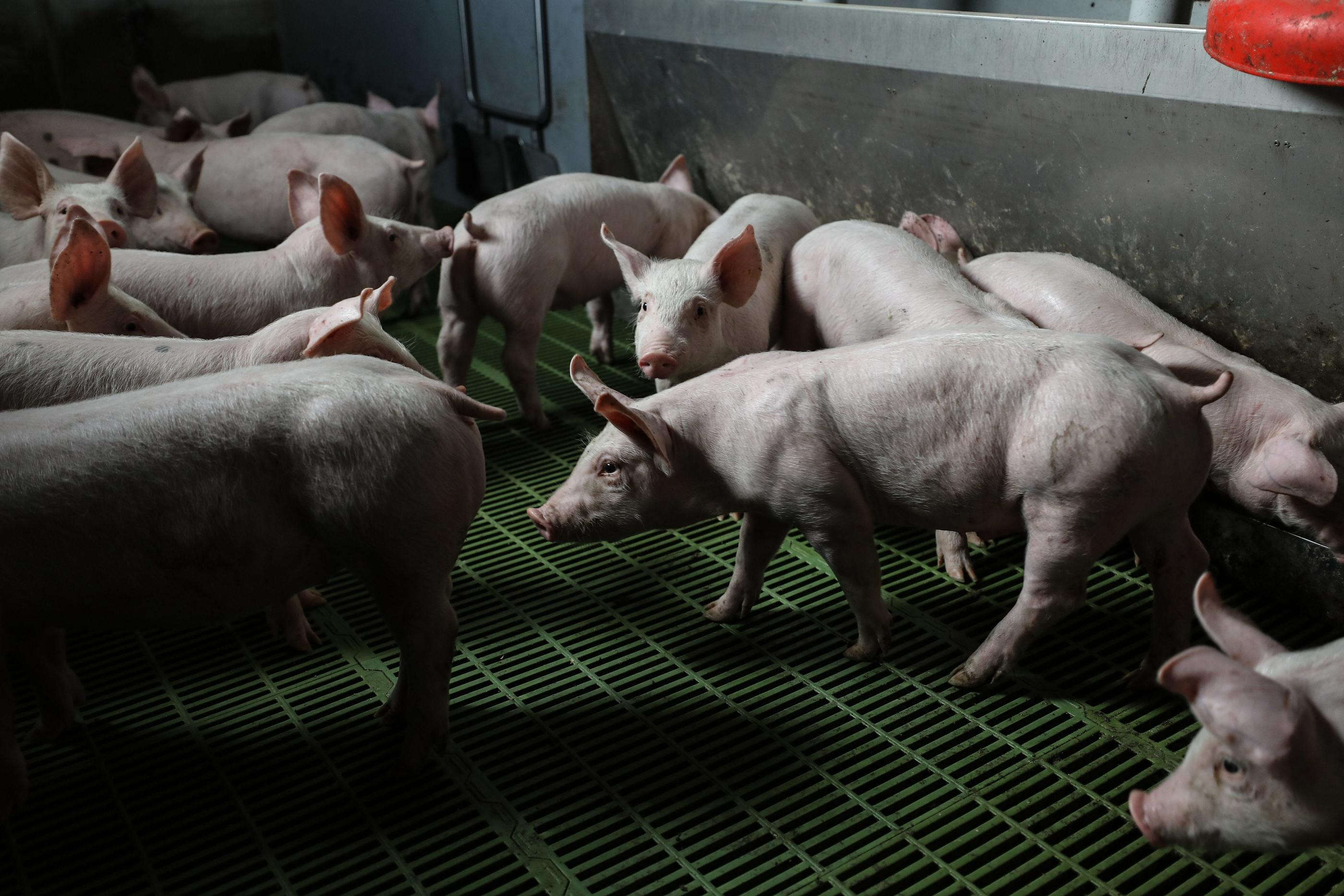 « Cochons terrorisés, mal étourdis » : L214 dévoile des images alarmantes de l’abattoir du Comminges, en Haute-Garonne