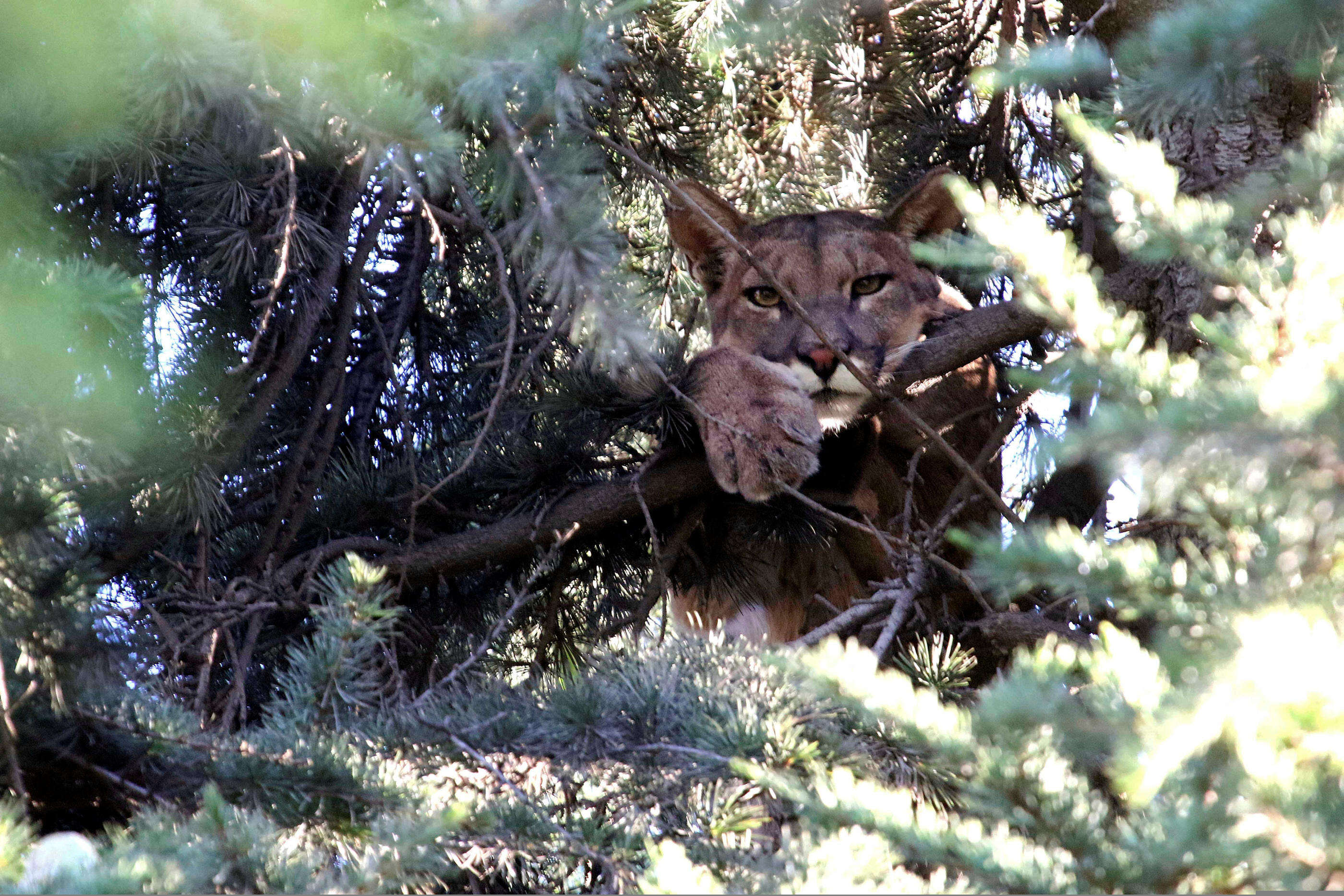 Un puma attaque un enfant de 5 ans qui pique-niquait avec sa famille aux États-Unis