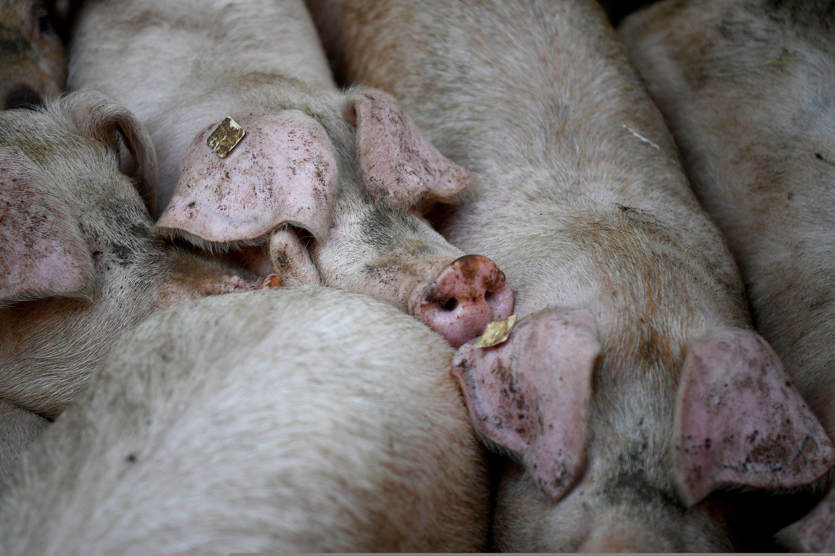 Somme : un ouvrier agricole meurt asphyxié par des vapeurs de lisier dans un élevage porcin