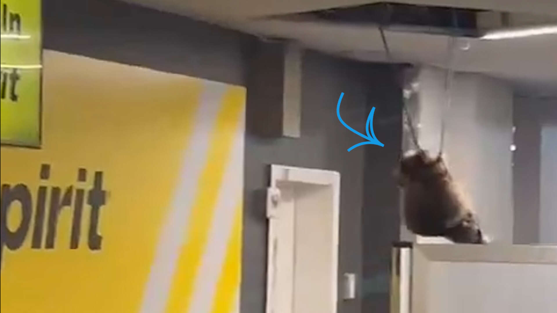 VIDÉO. New York : un raton laveur tombe d’un faux plafond à l’aéroport de LaGuardia et sème la panique