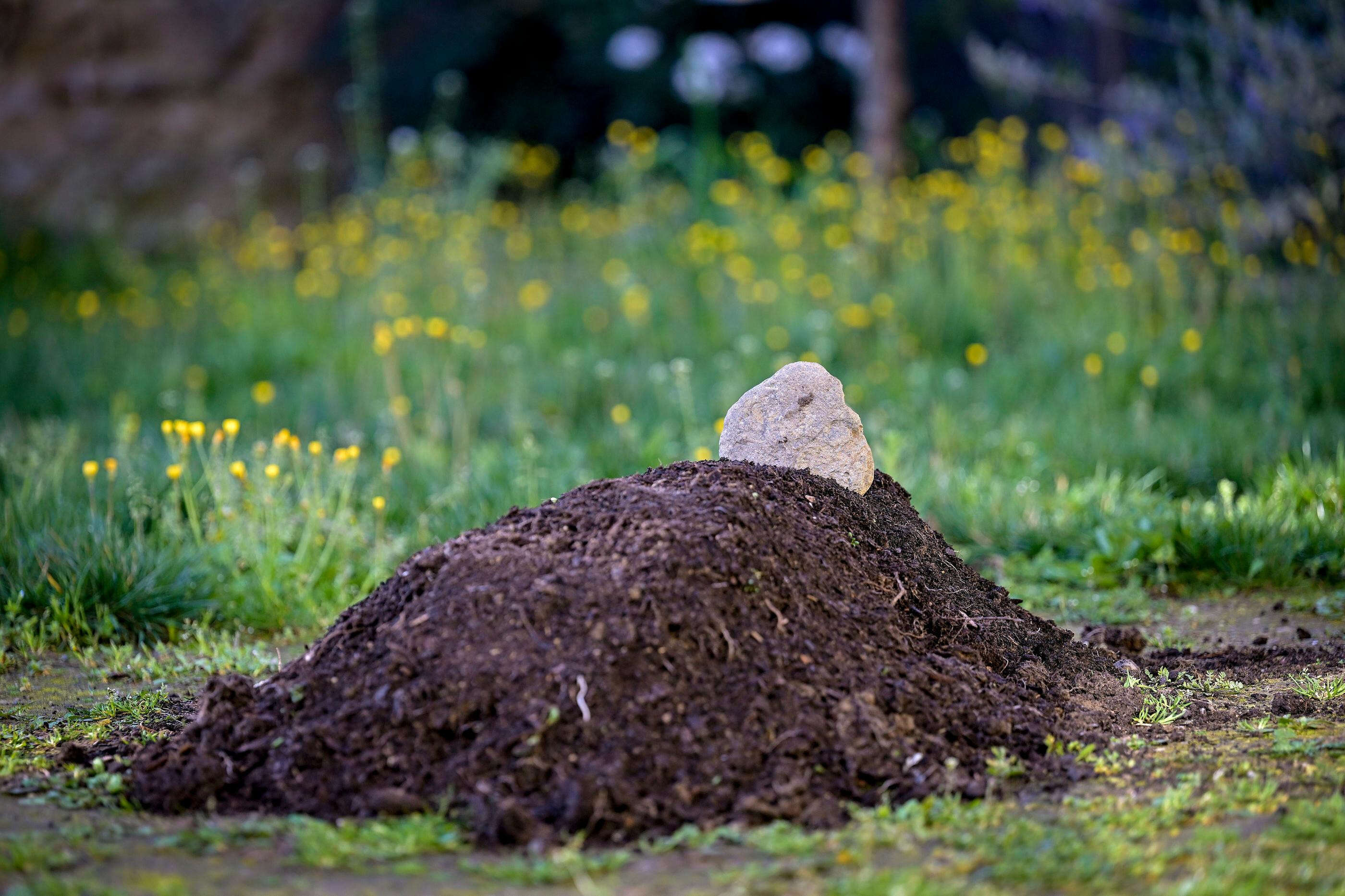 Un « goûter mortel » à Caen lance le débat : le corps humain peut-il servir de compost ?