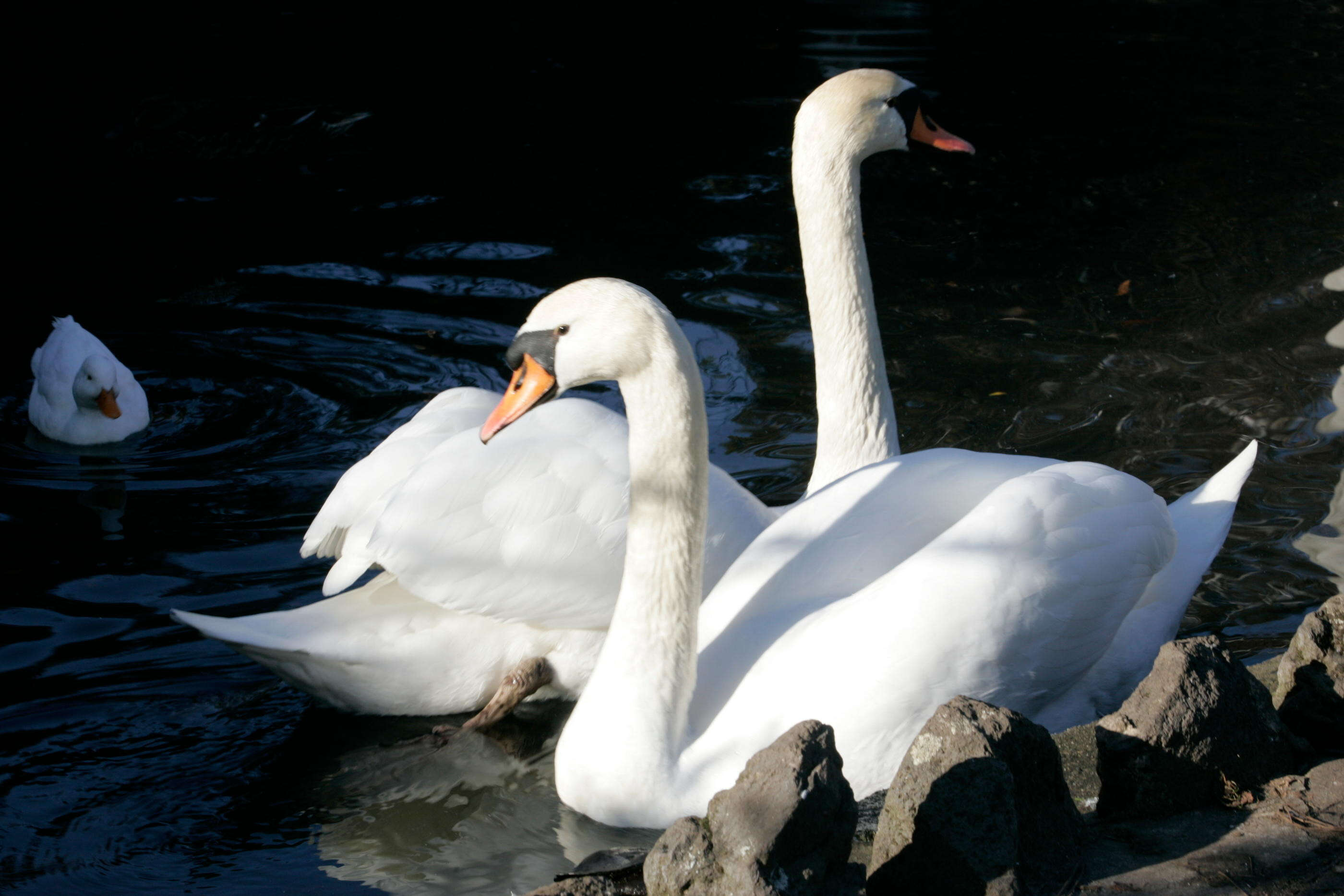 Clermont-Ferrand a perdu son couple de cygnes : la Ville porte plainte