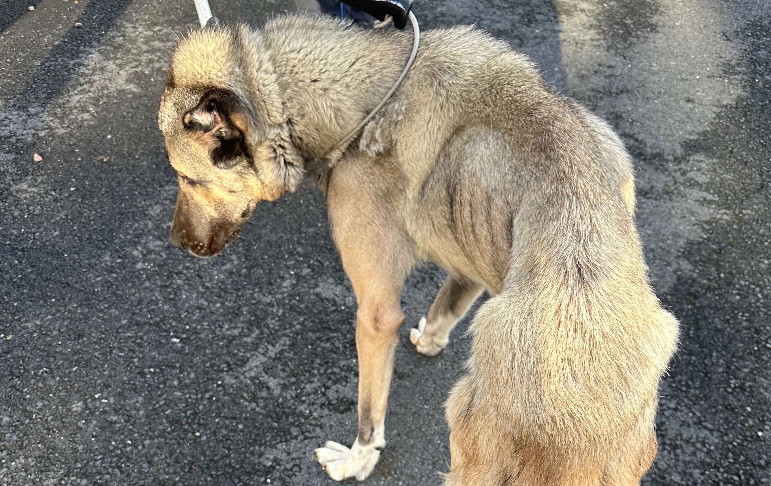 Au Havre, une femelle berger d’Anatolie et ses dix petits chiots sauvés de la maltraitance