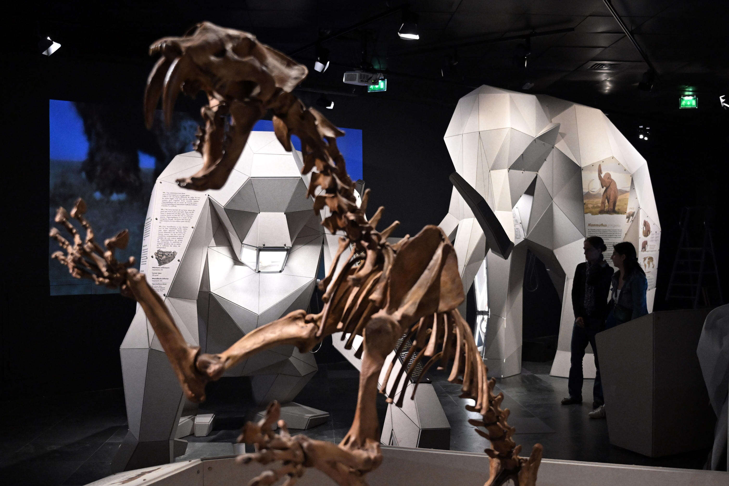 Des animaux géants préhistoriques au cœur de la nouvelle exposition du Muséum de Toulouse