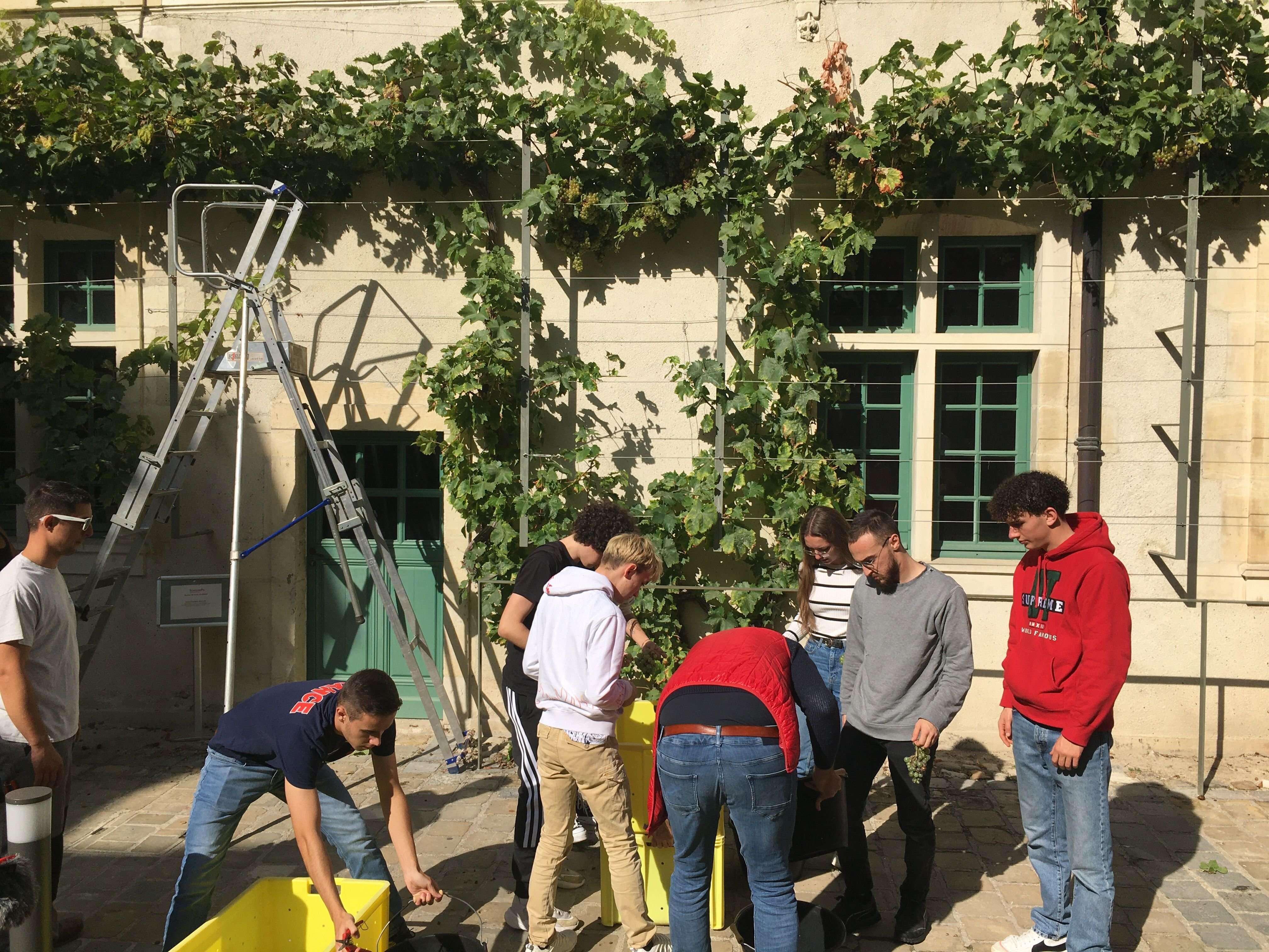 Reims : malade, la plus vieille vigne de France ne sera pas vendangée cette année