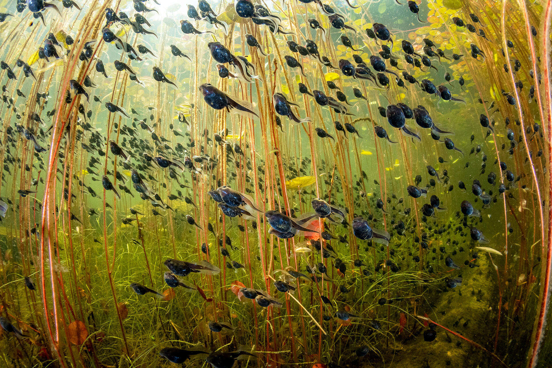 « Natation synchronisée » du Canadien Shane Gloss élue photo animalière de l’année