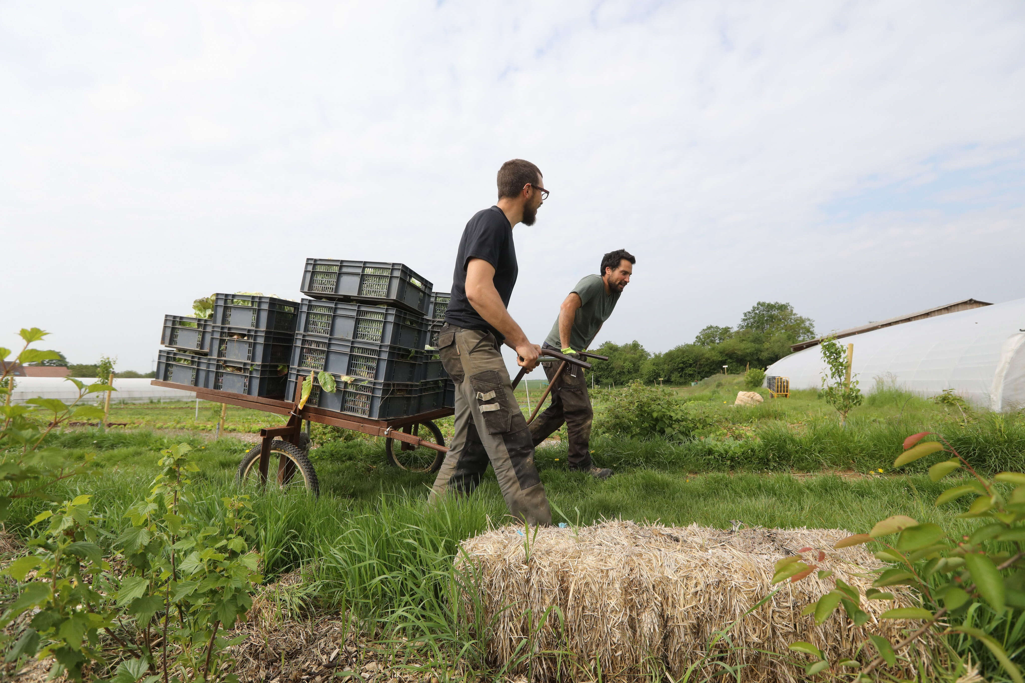 En Île-de-France, l’agriculture biologique ne gagne plus de terrain pour la première fois depuis 15 ans