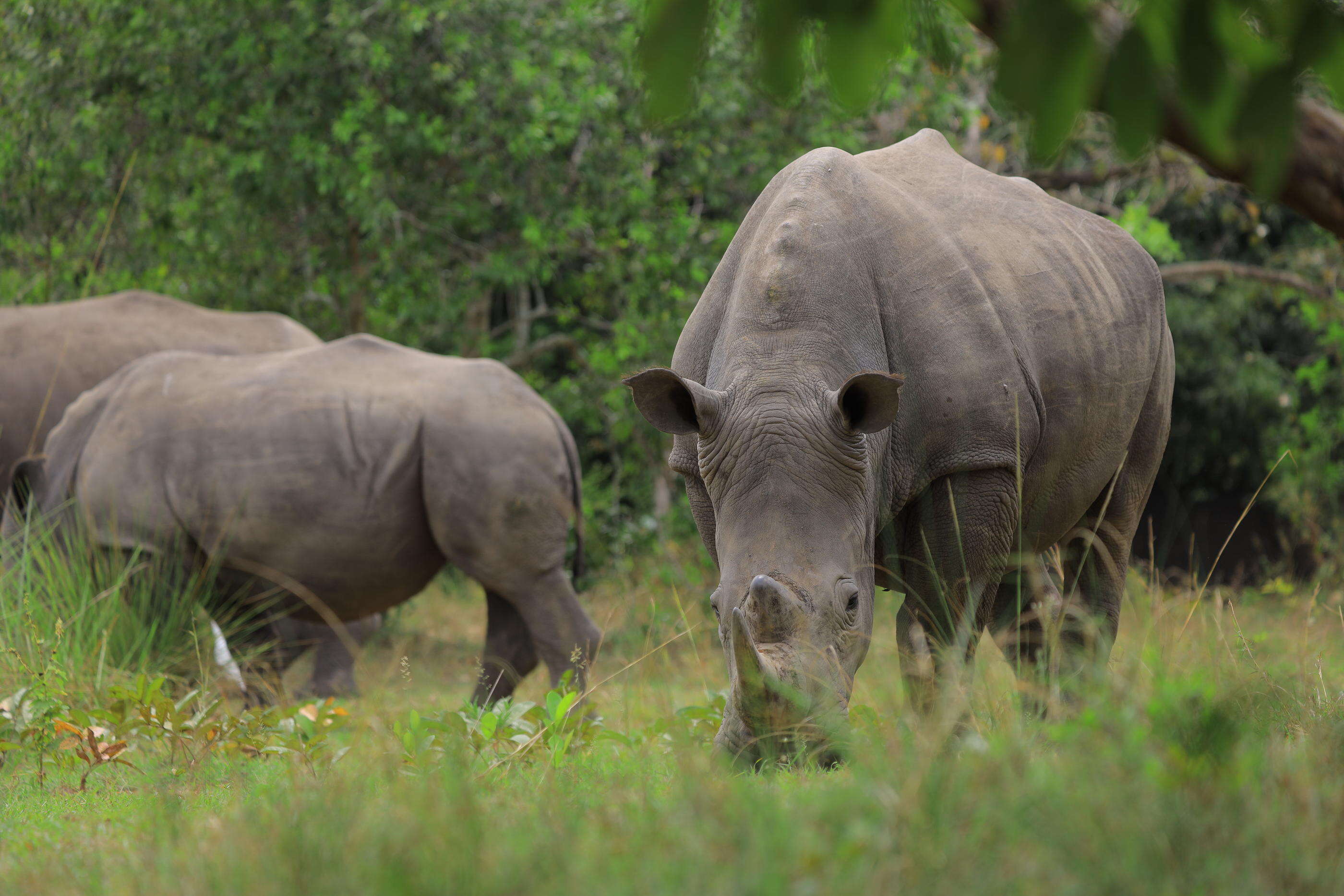 Inde : la population de rhinocéros à une corne a presque triplé en 40 ans