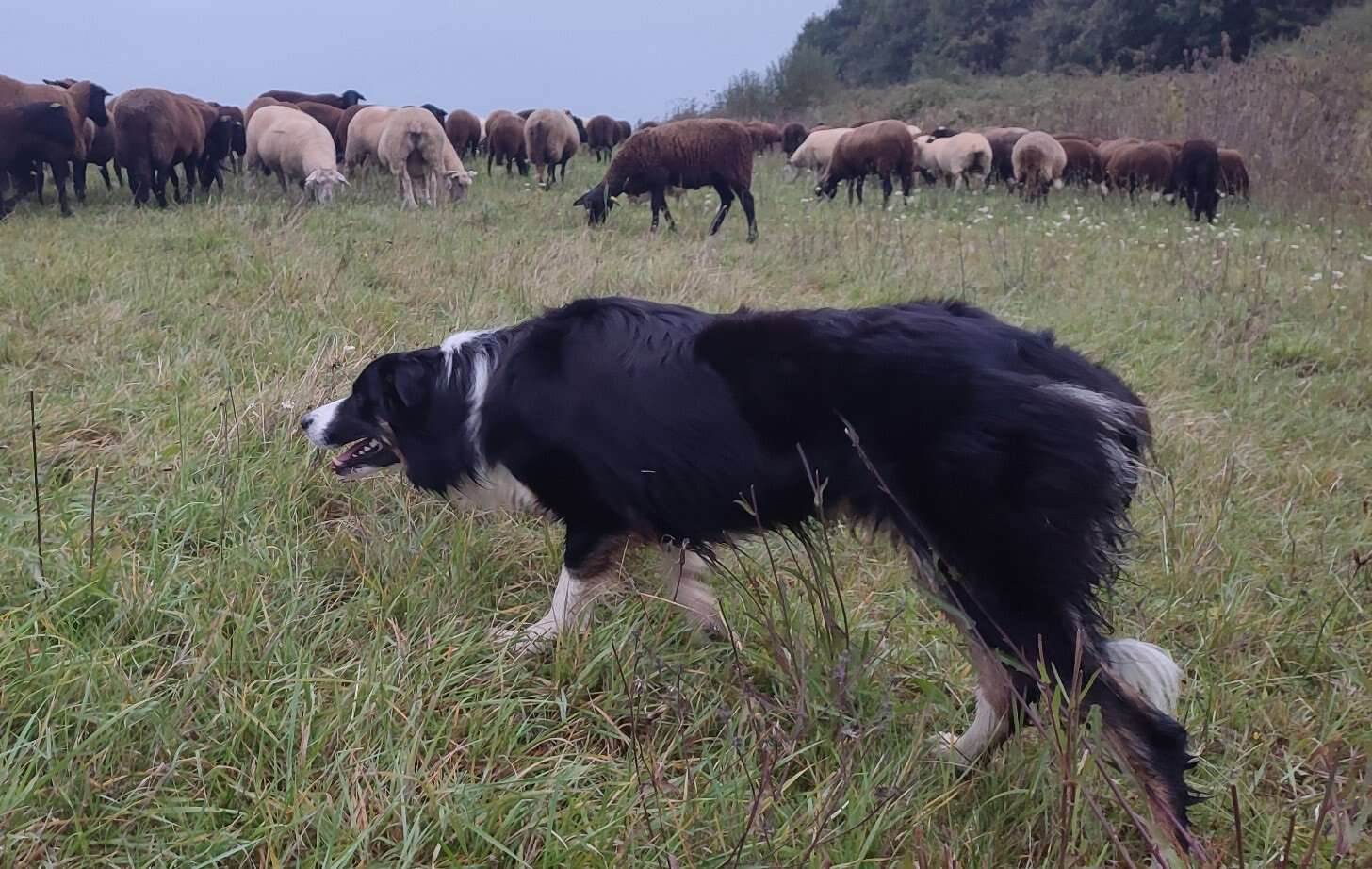 Eure-et-Loir : qui sera le meilleur chien de troupeau de France ? 18 candidats au titre concourent à Bouglainval