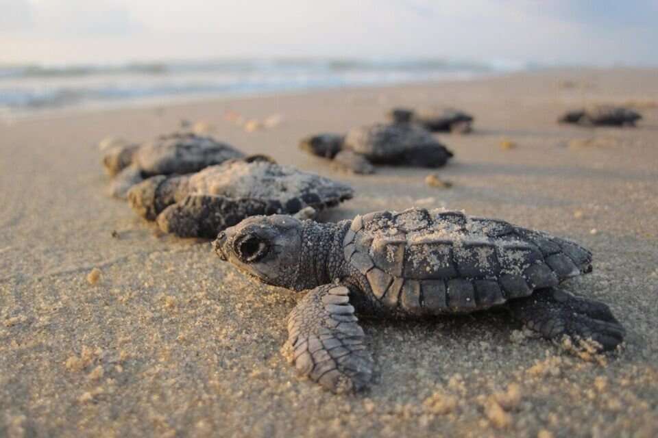 Bébés tortues peints de toutes les couleurs : une pratique inhumaine et dangereuse