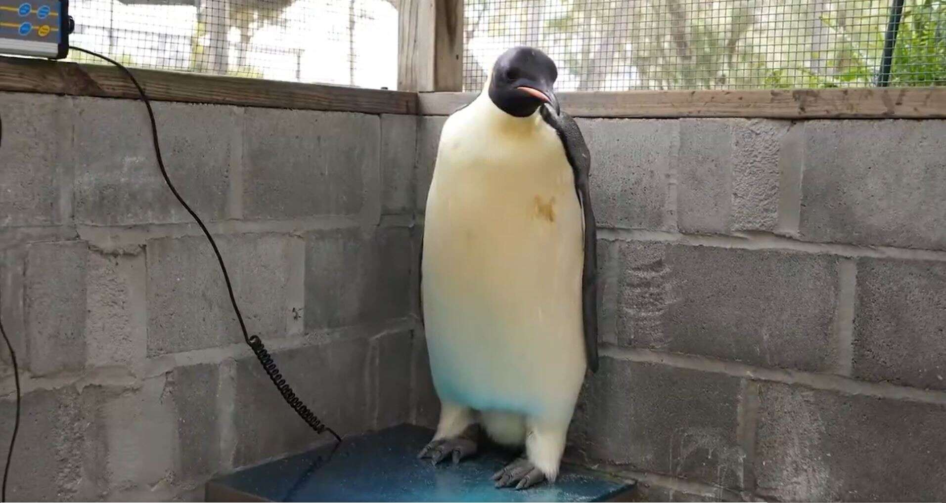 Un manchot empereur retrouvé sur une plage australienne, après un voyage inédit à 3 500 km de l’Antarctique