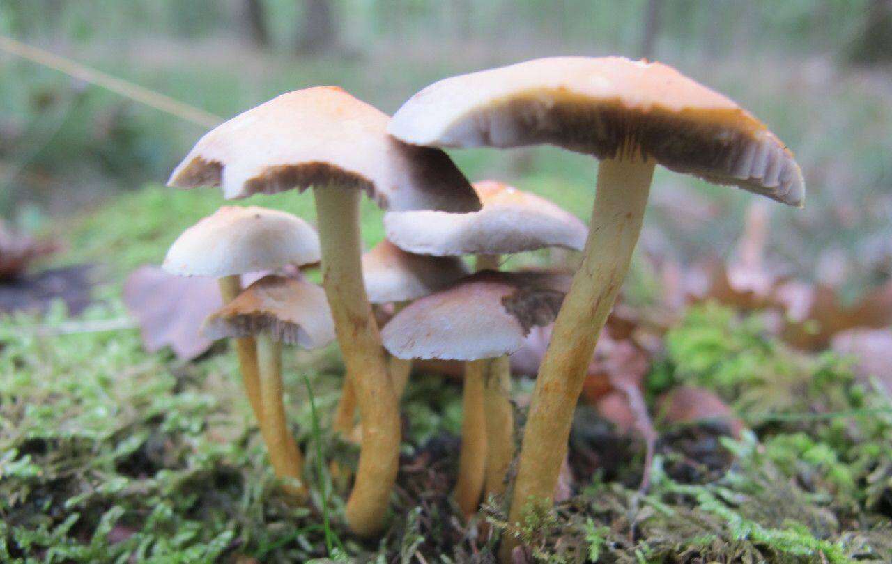 Un élève cherche des champignons lors d’une sortie scolaire, il tombe sur une bombe des années 1930