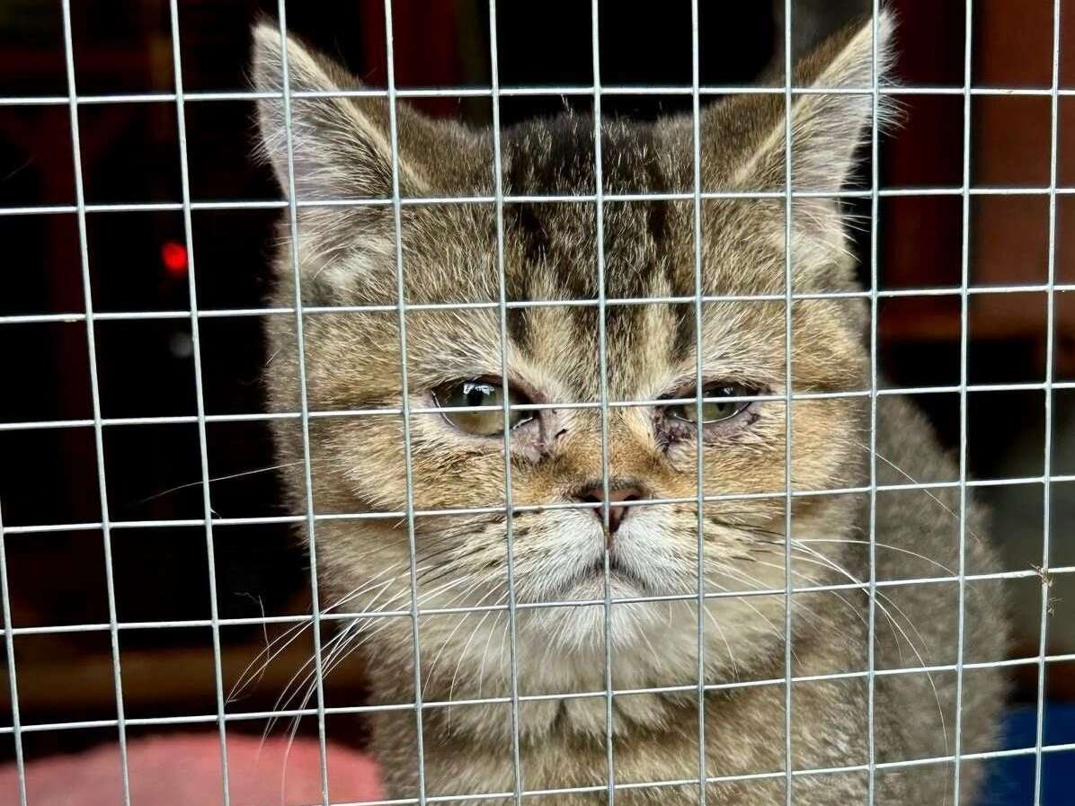 Nerville-la-Forêt : l’élevage de chiens et chats fermé par la préfecture comptait trop d’animaux