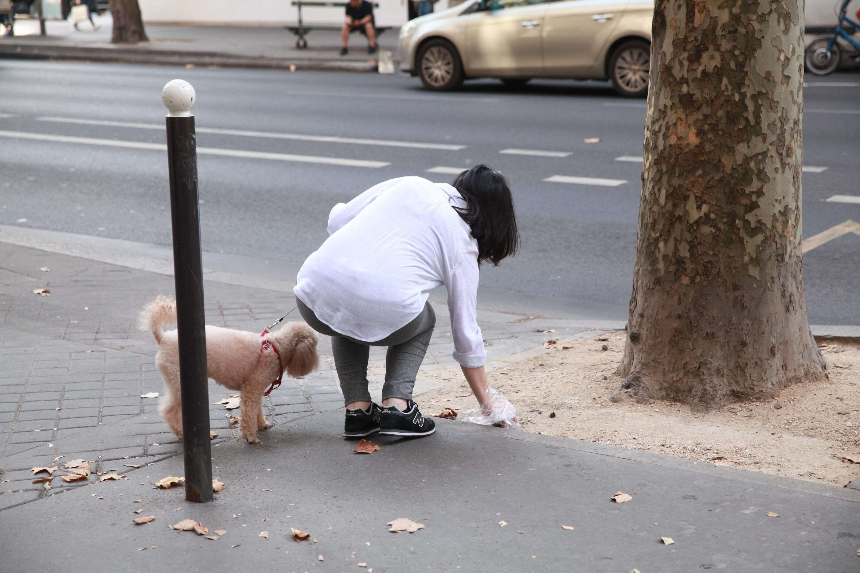 Après Béziers et L’Escarène, Saint-Omer va enregistrer l’ADN des chiens pour identifier les déjections non ramassées