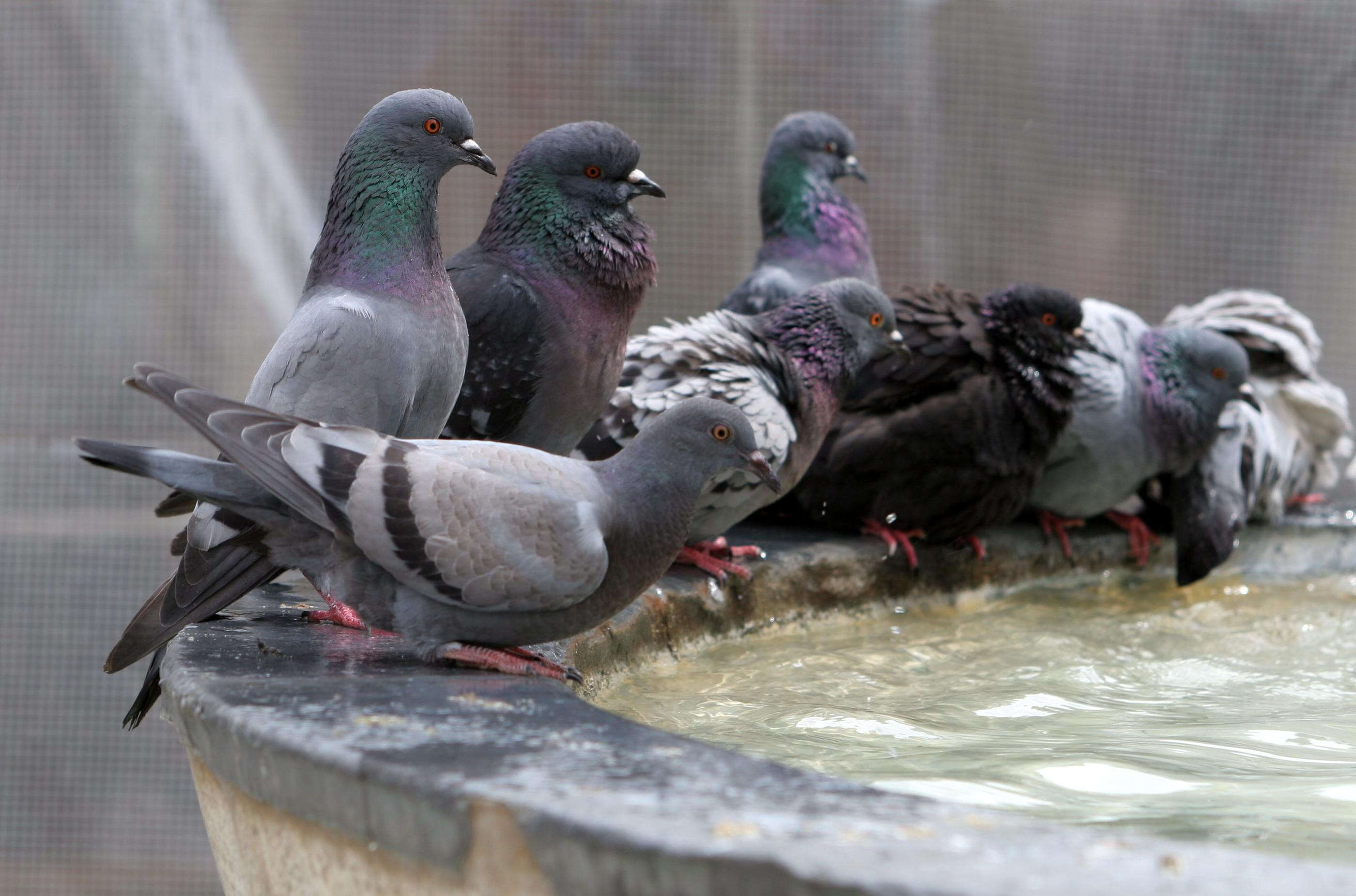 Une manif contre le « gazage » des pigeons à Reims, la Ville ne peut pas dépenser plus