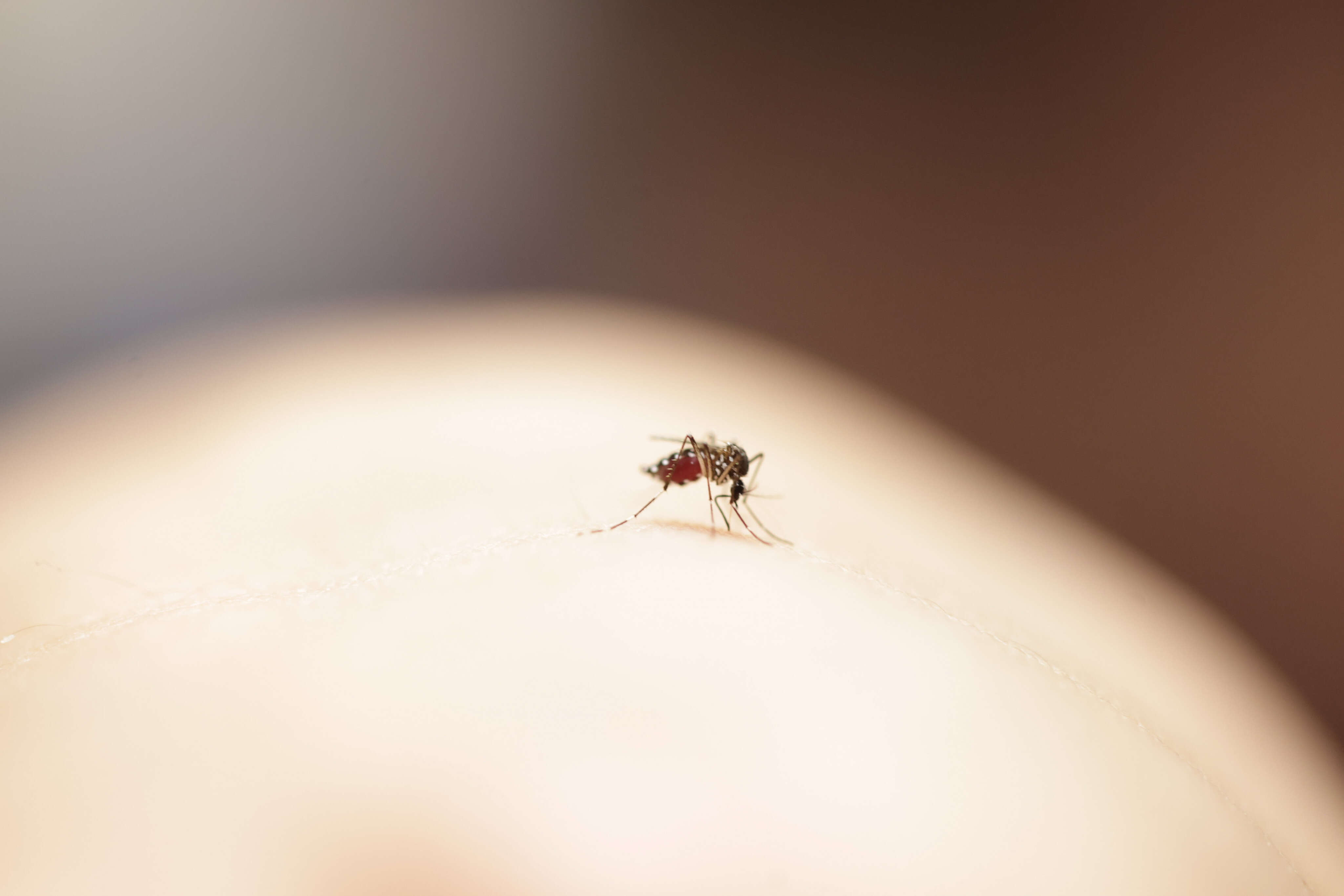 Comment se transmet la fièvre Oropouche, qui a tué pour la première fois deux femmes au Brésil ?