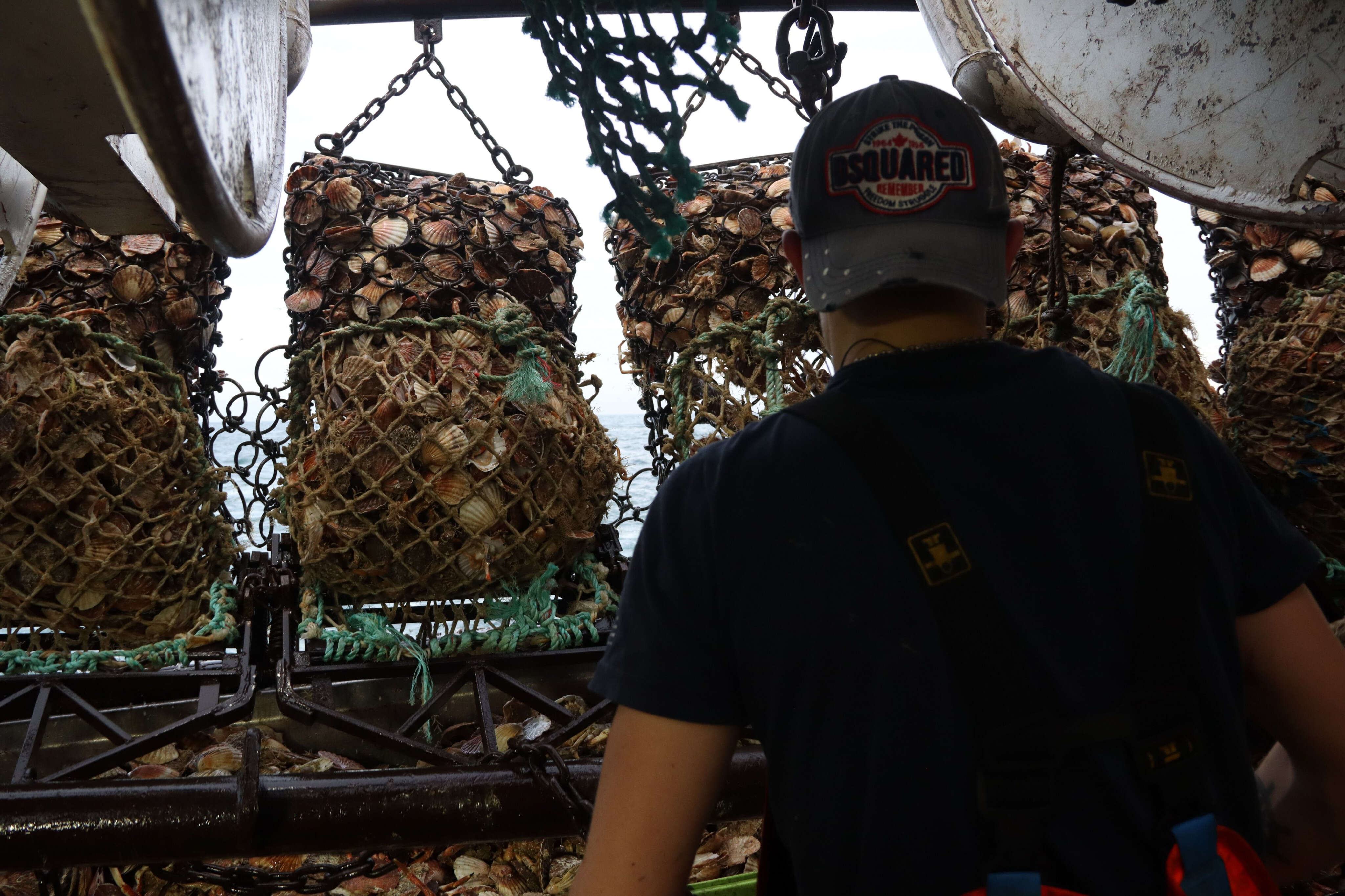 Premier départ en Normandie pour la saison de la coquilles Saint-Jacques