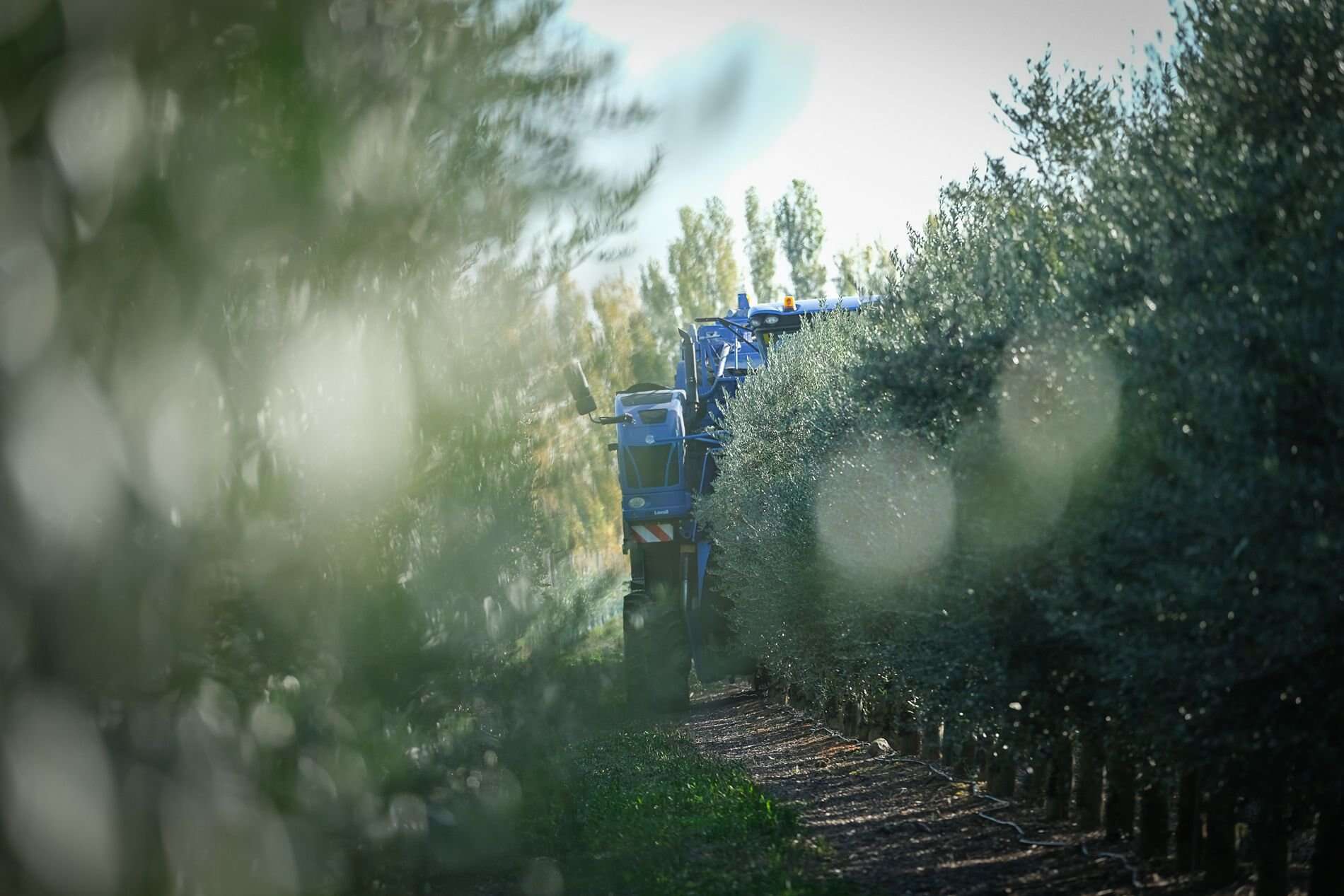 Pour limiter les traitements phytosanitaires, près de 5 000 oliviers plantés en haies au pied du Canigou