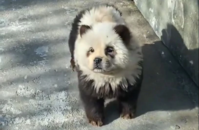 « Plus amusant » : un zoo chinois assume avoir teint des chiens pour imiter des pandas