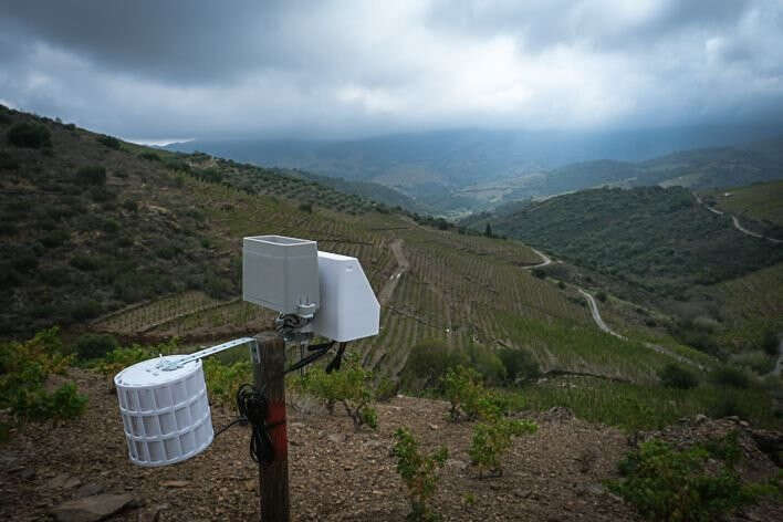 Pour améliorer les rendements et la qualité, des capteurs météo sont installés dans le vignoble de Banyuls