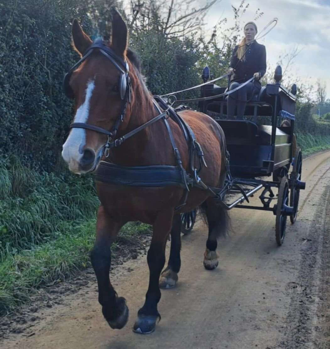 « Renouer avec la tradition » : dans la Manche, Marie propose un corbillard à cheval pour les enterrements